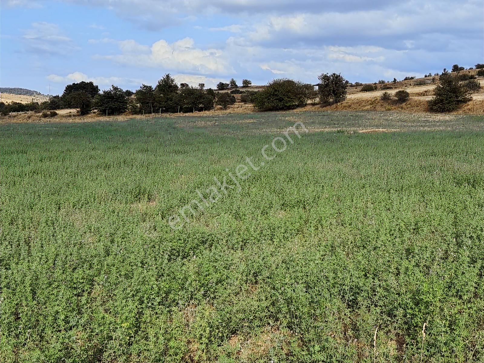 Kastamonu Merkez Şeyh Köyü 10.035 M2 Tek Tapu Fırsat Mülk — fotoğraf 11