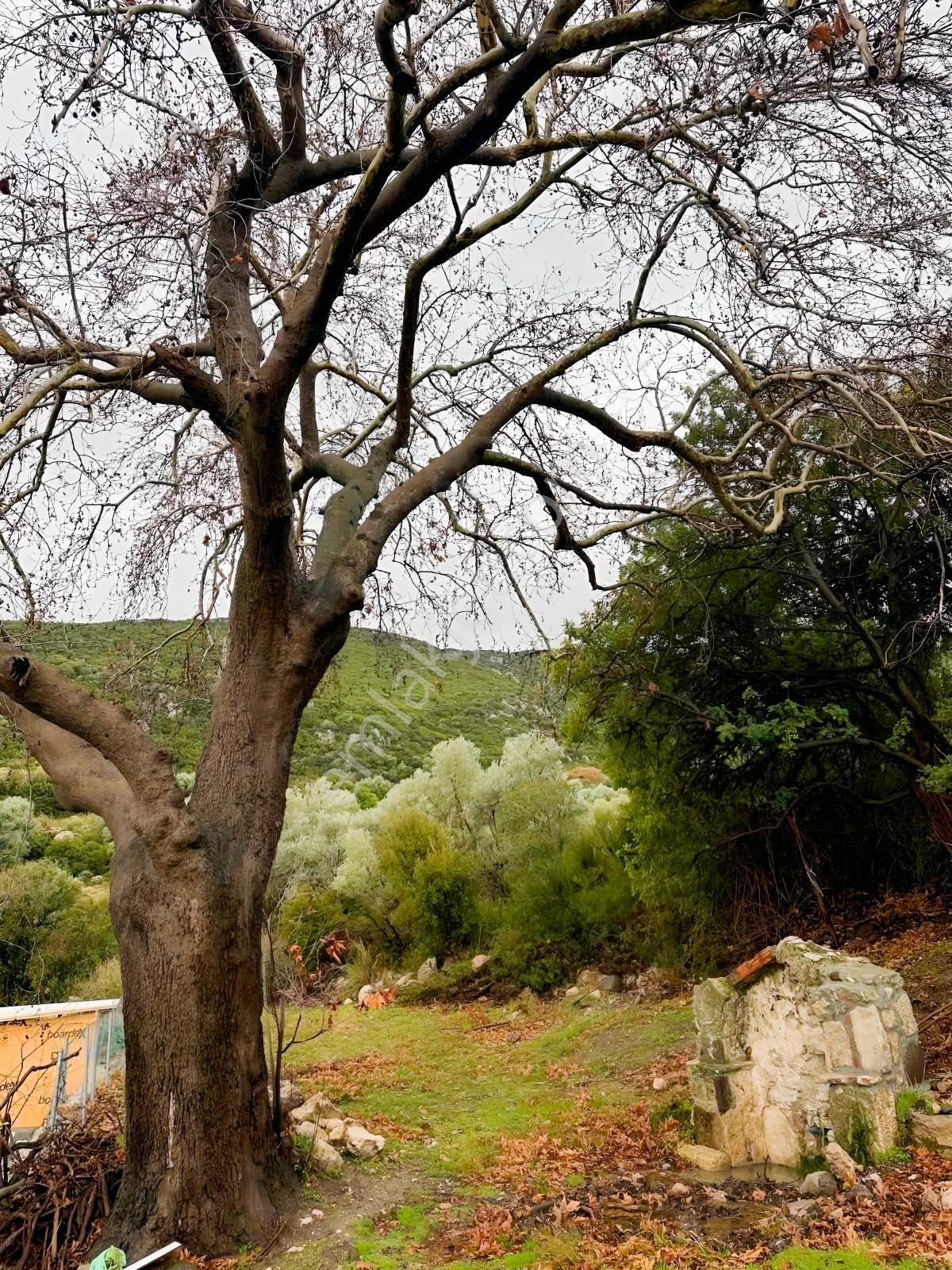 Karaburun Amberseki Köyün'de Deniz Manzaralı Satılık Tarla