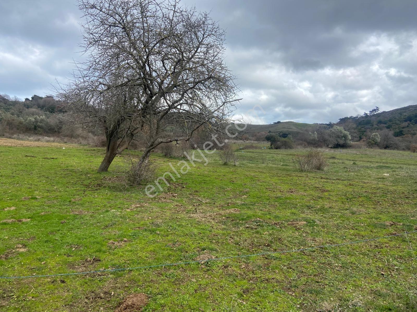 Erdek Karşıyada 3412 M Zeytinlik