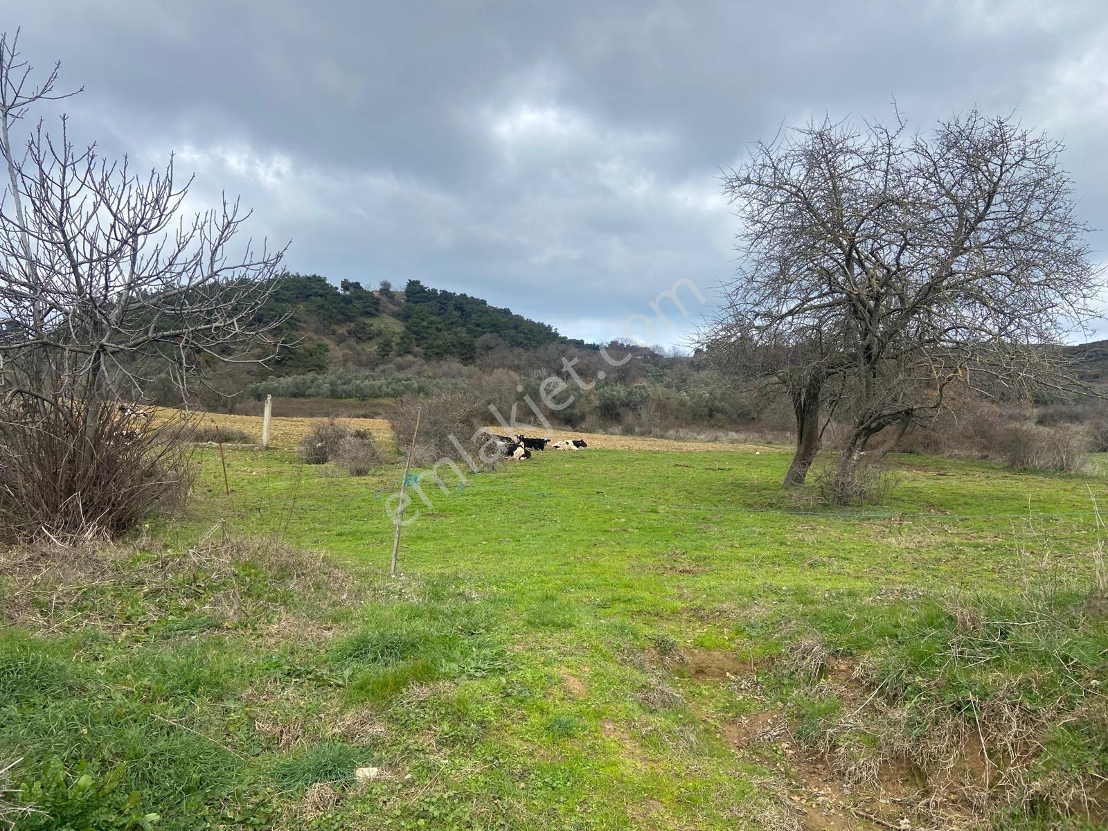 Erdek Karşıyada 3412 M Zeytinlik — fotoğraf 2