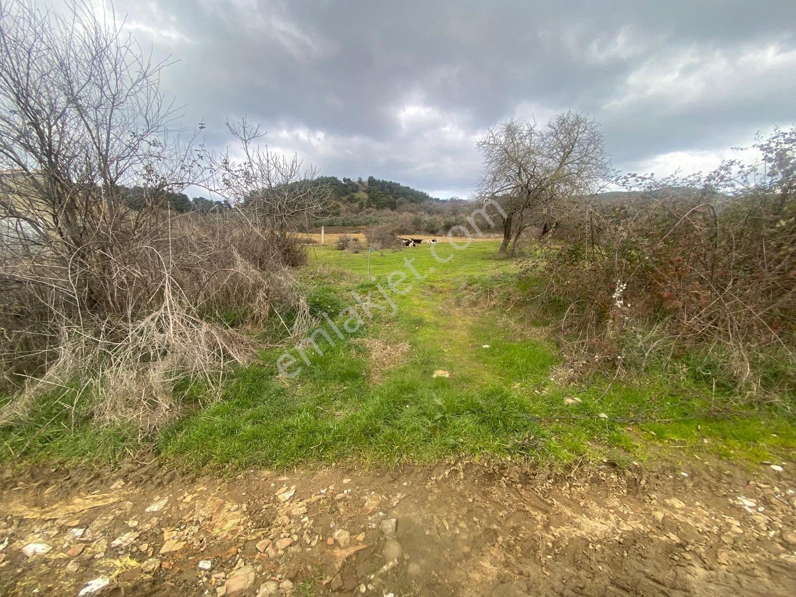 Erdek Karşıyada 3412 M Zeytinlik — fotoğraf 4