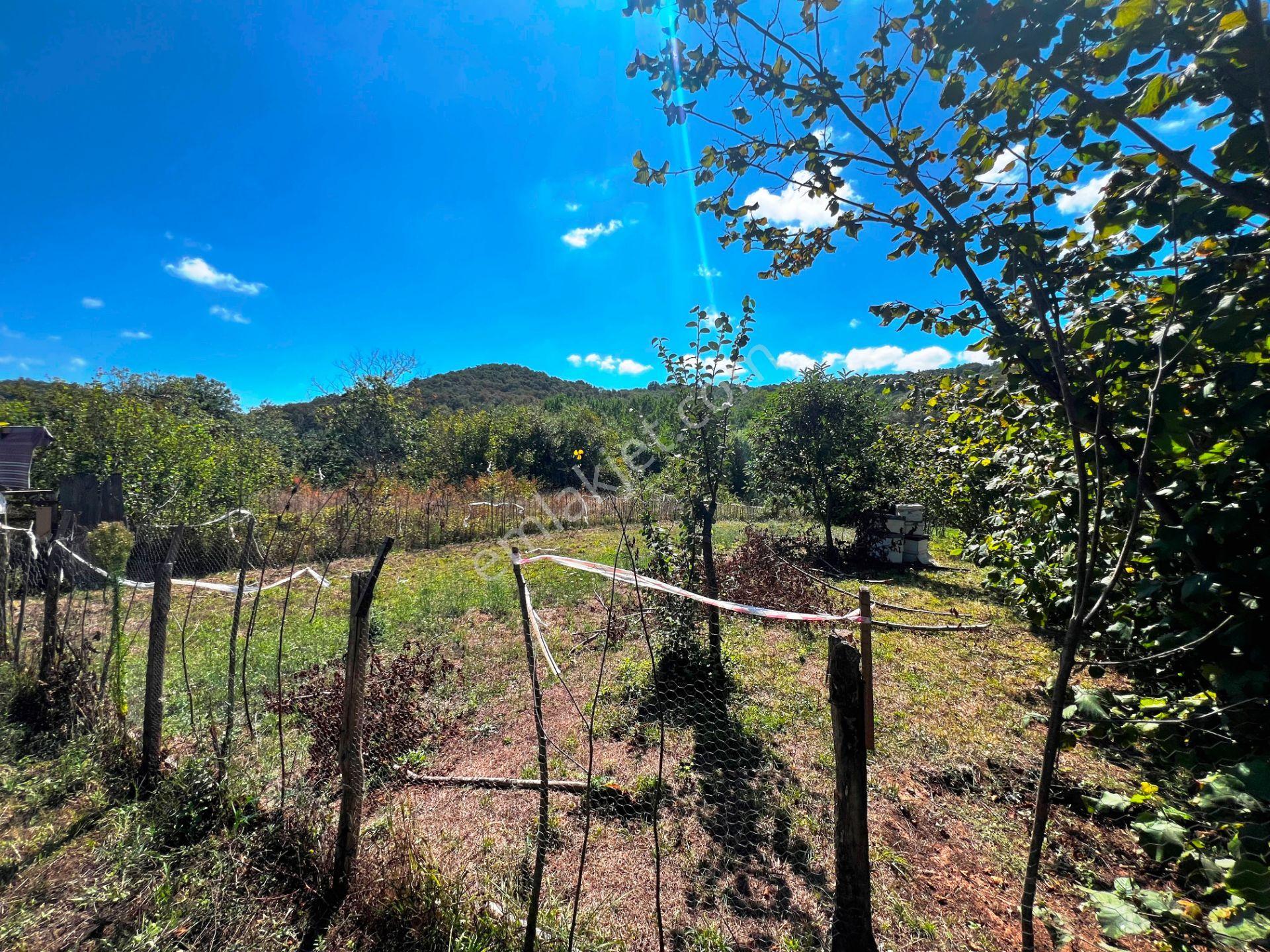 Şile Açmalar Mevkii Denize 3 Km Ağaçları Olan 191m2 Satılık Arsa — fotoğraf 5