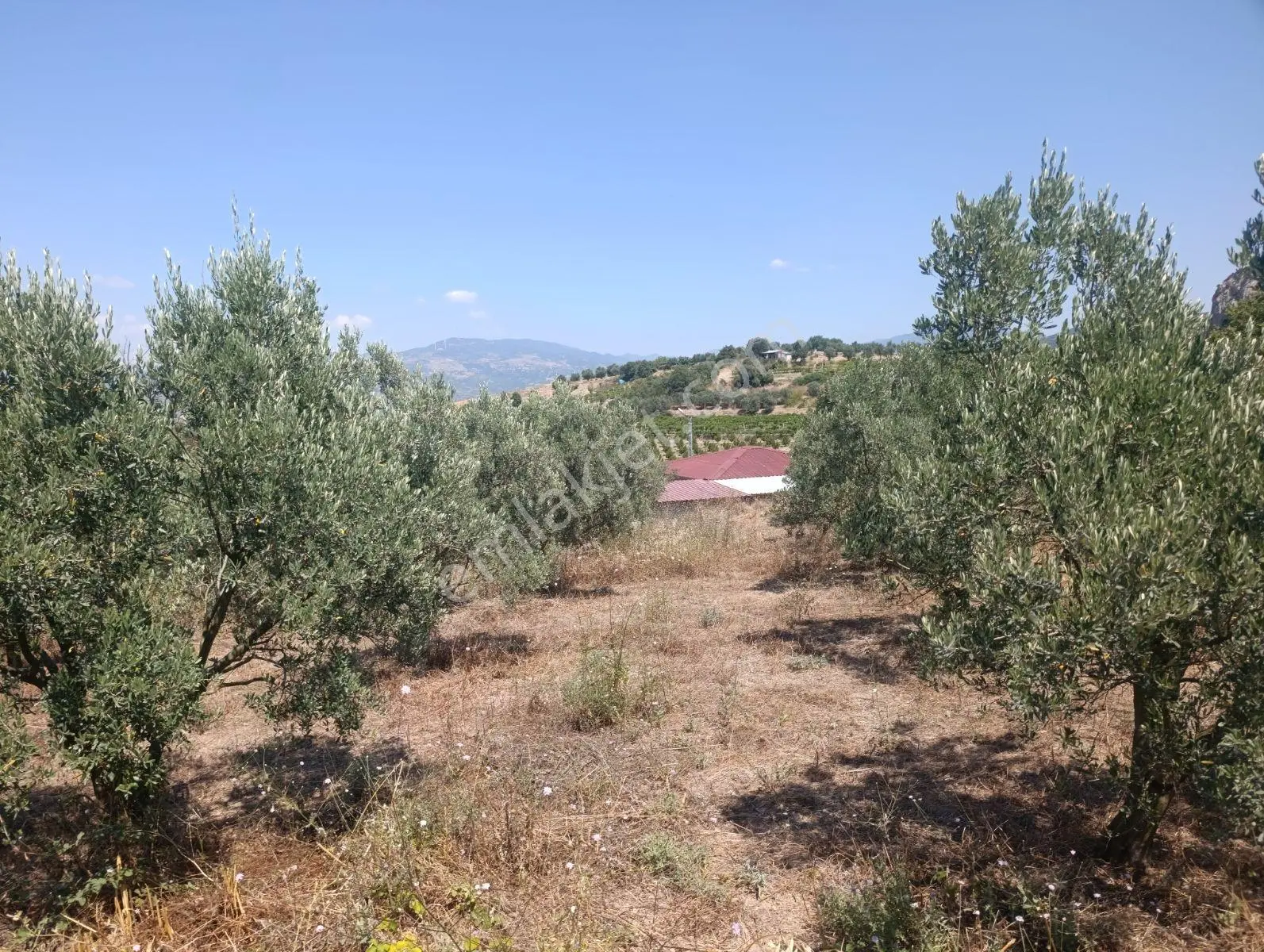Geyve Umurbey De Yatırımlık Zeytinlik