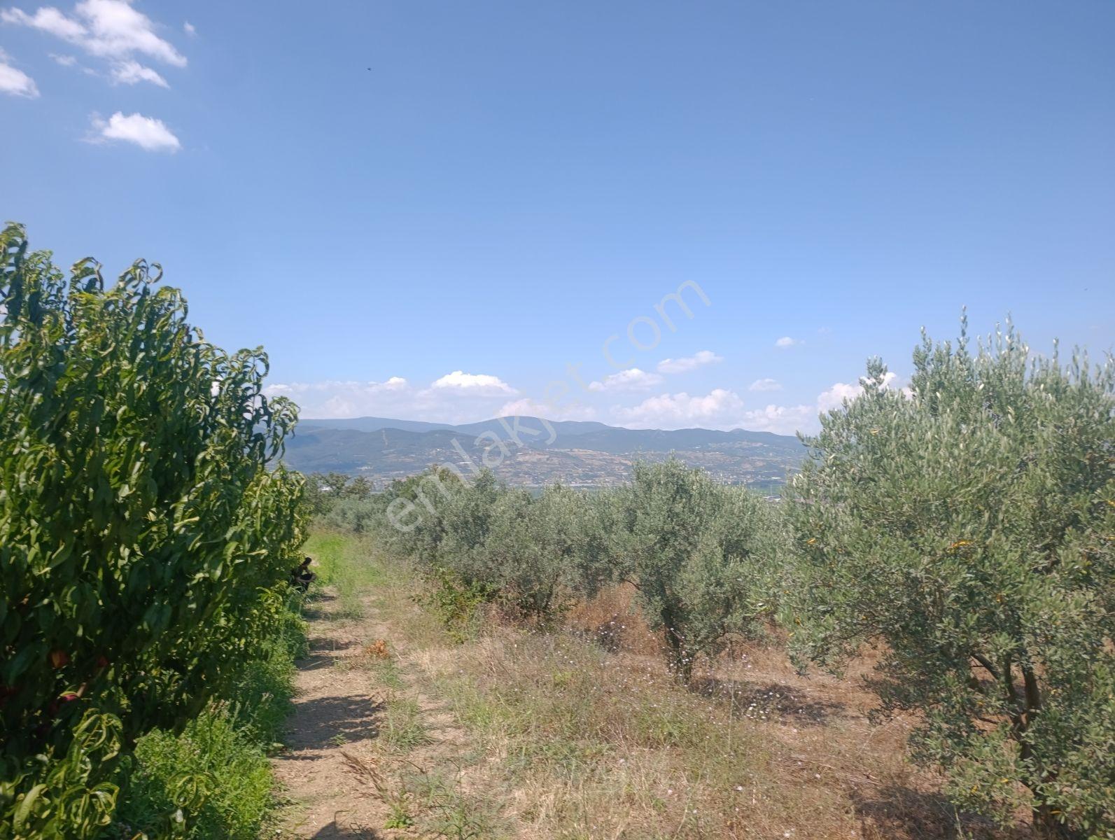 Geyve Umurbey De Yatırımlık Zeytinlik — fotoğraf 2
