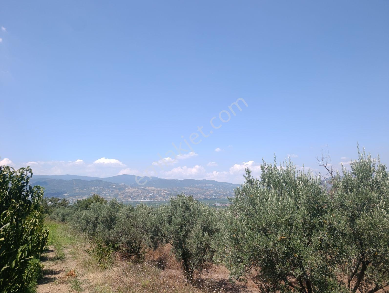 Geyve Umurbey De Yatırımlık Zeytinlik — fotoğraf 3