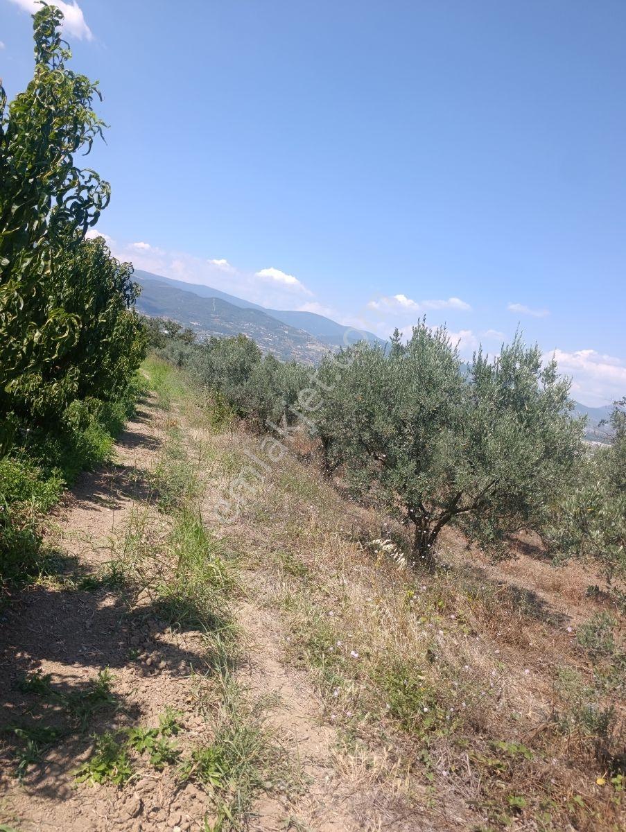 Geyve Umurbey De Yatırımlık Zeytinlik — fotoğraf 4