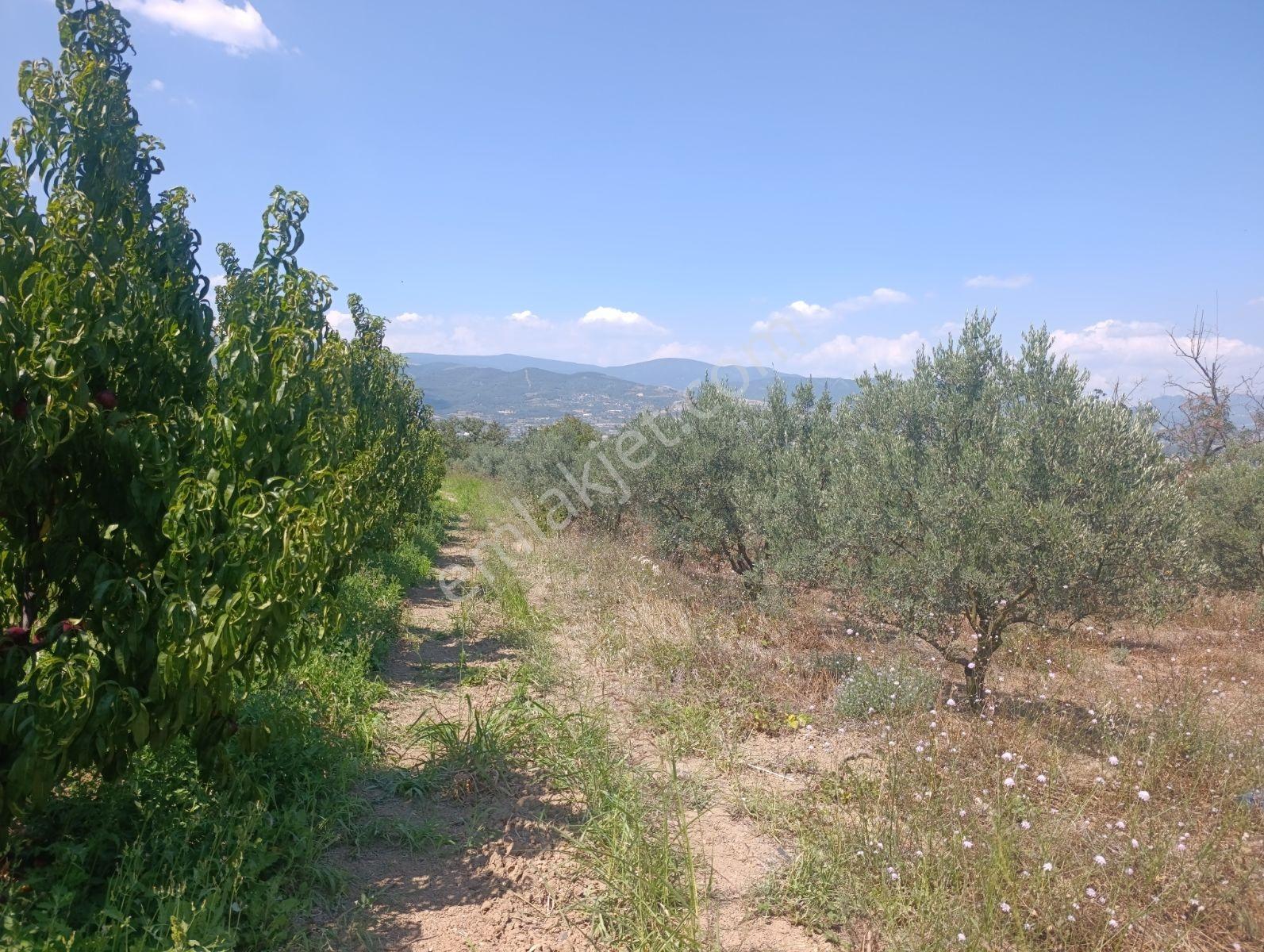 Geyve Umurbey De Yatırımlık Zeytinlik — fotoğraf 5