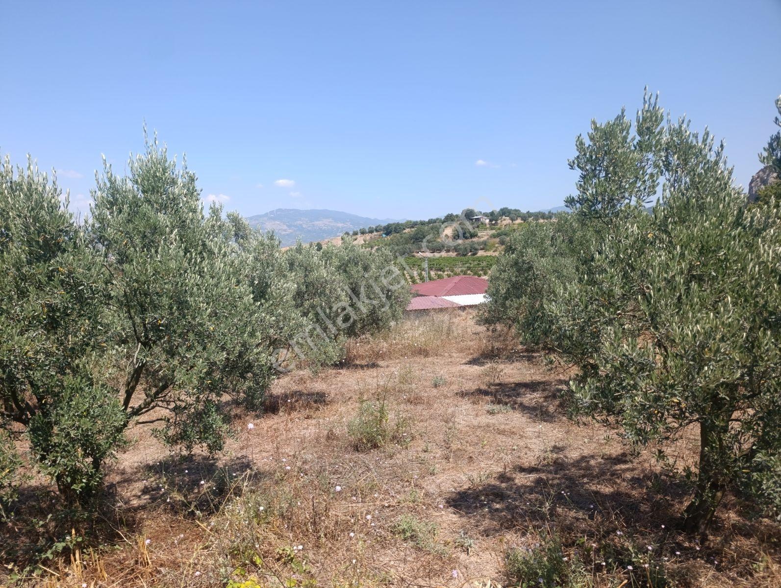 Geyve Umurbey De Yatırımlık Zeytinlik — fotoğraf 6