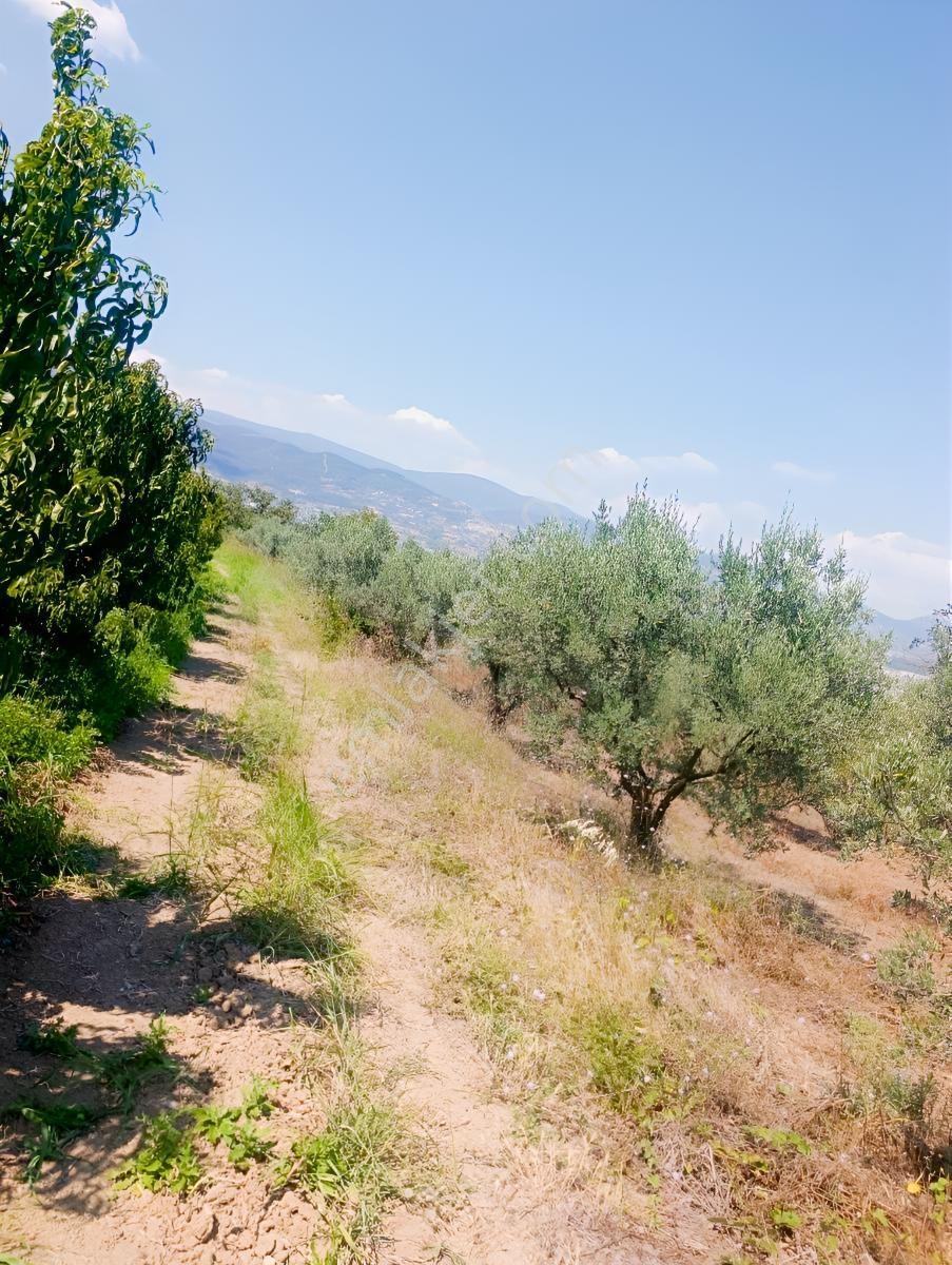 Geyve Umurbey De Yatırımlık Zeytinlik — fotoğraf 9