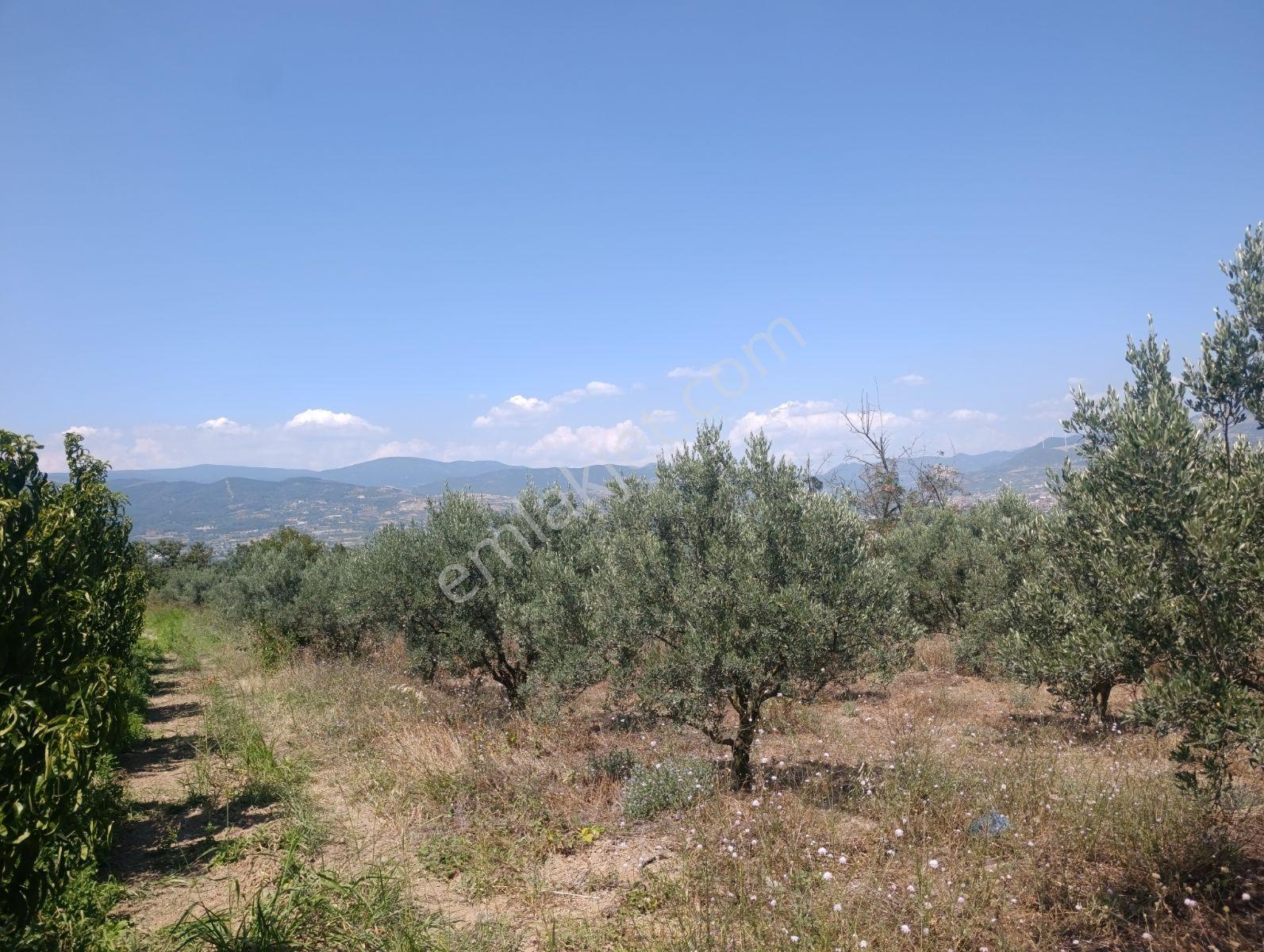 Geyve Umurbey De Yatırımlık Zeytinlik — fotoğraf 13