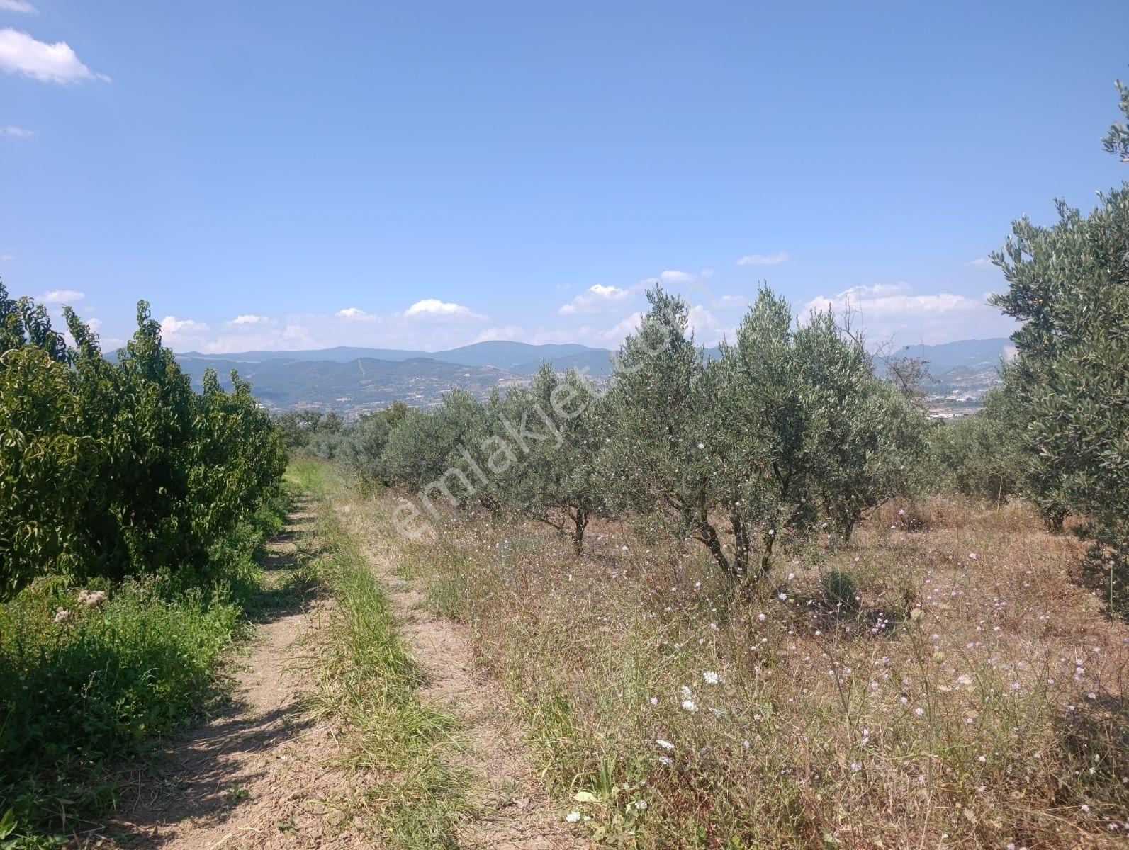 Geyve Umurbey De Yatırımlık Zeytinlik — fotoğraf 14