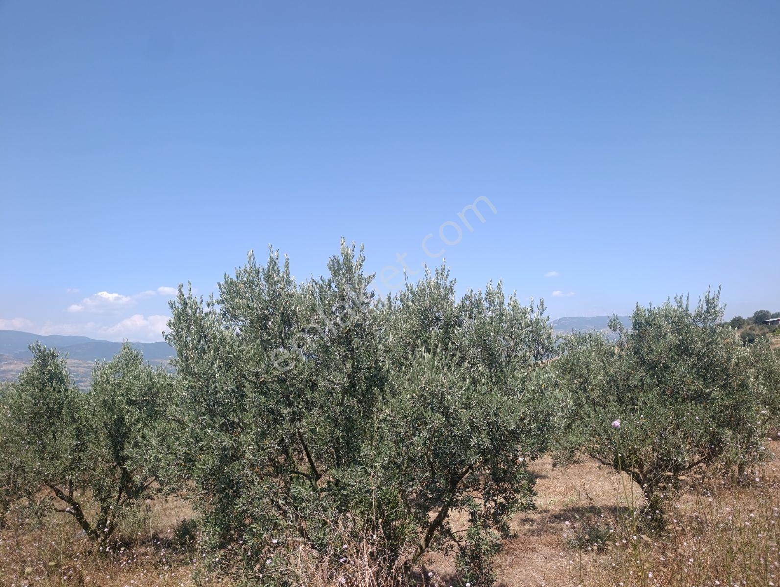 Geyve Umurbey De Yatırımlık Zeytinlik — fotoğraf 15