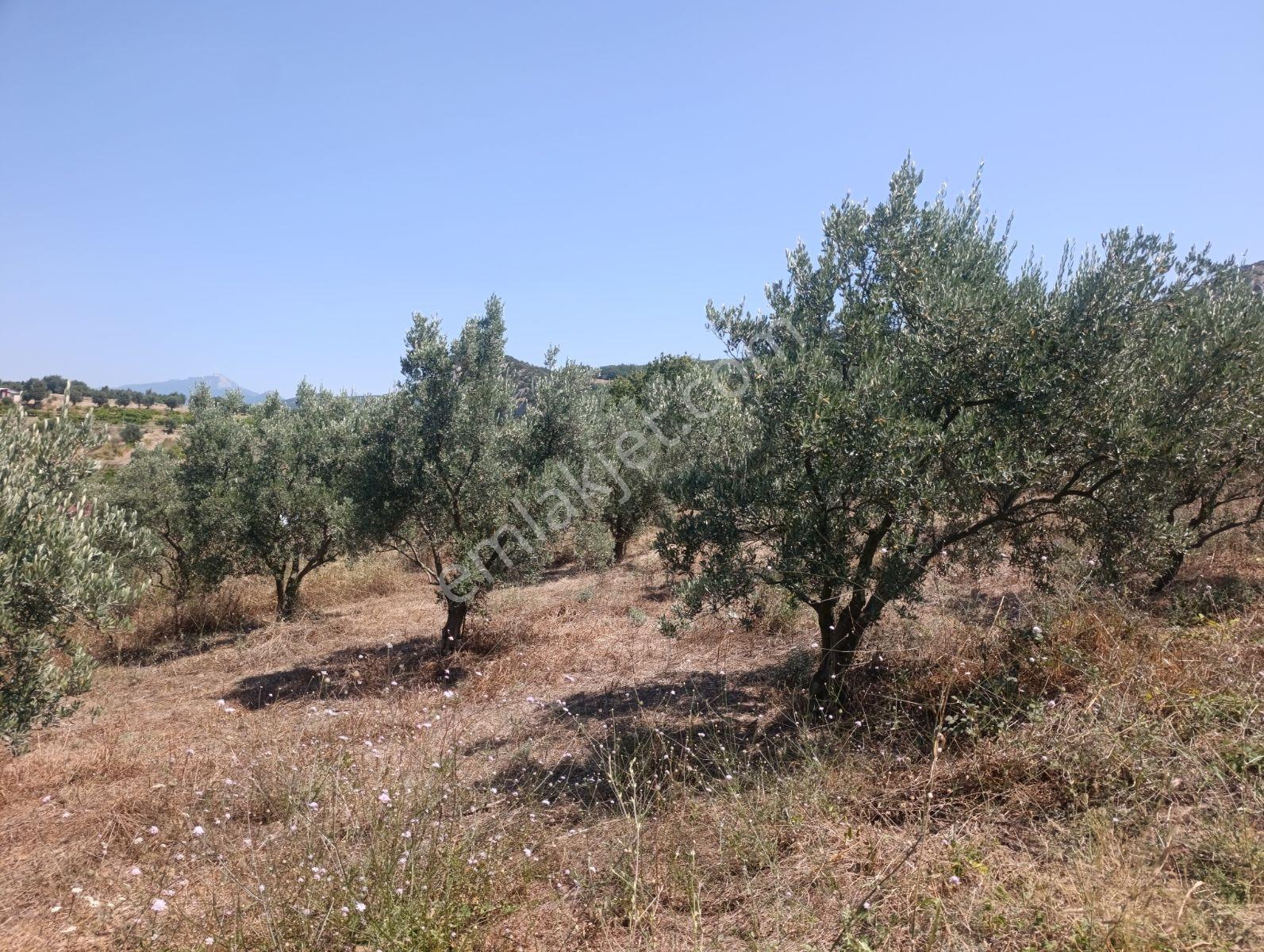 Geyve Umurbey De Yatırımlık Zeytinlik — fotoğraf 19