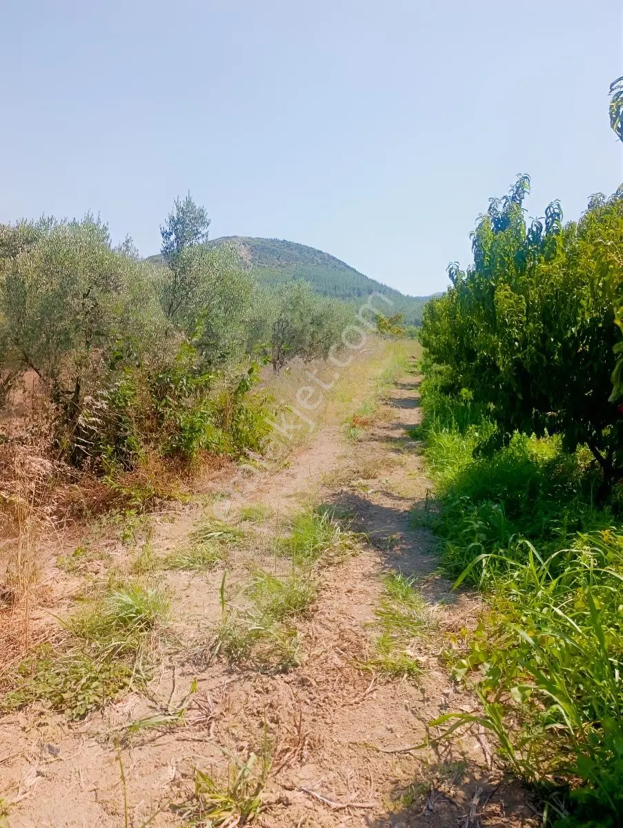 Geyve Umurbey De Yatırımlık Zeytinlik — fotoğraf 20