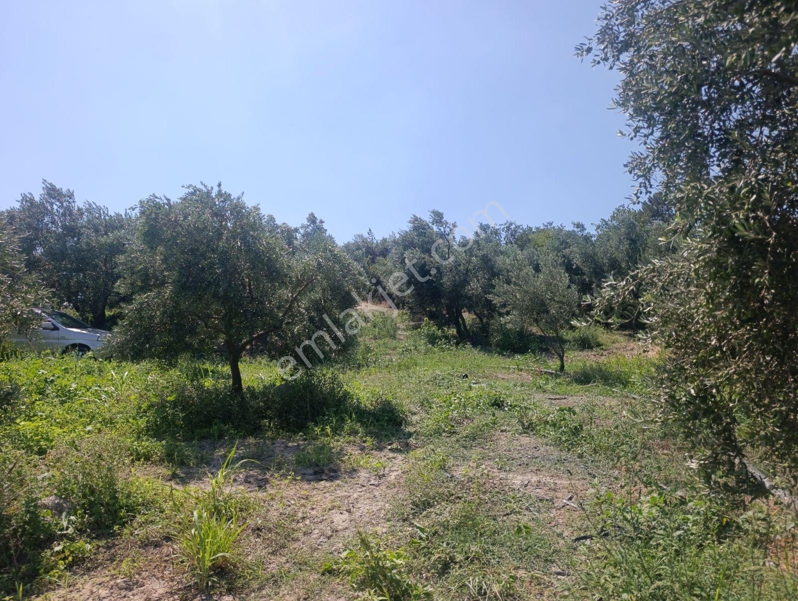 Geyve Umurbey De Yatırımlık Zeytinlik — fotoğraf 21