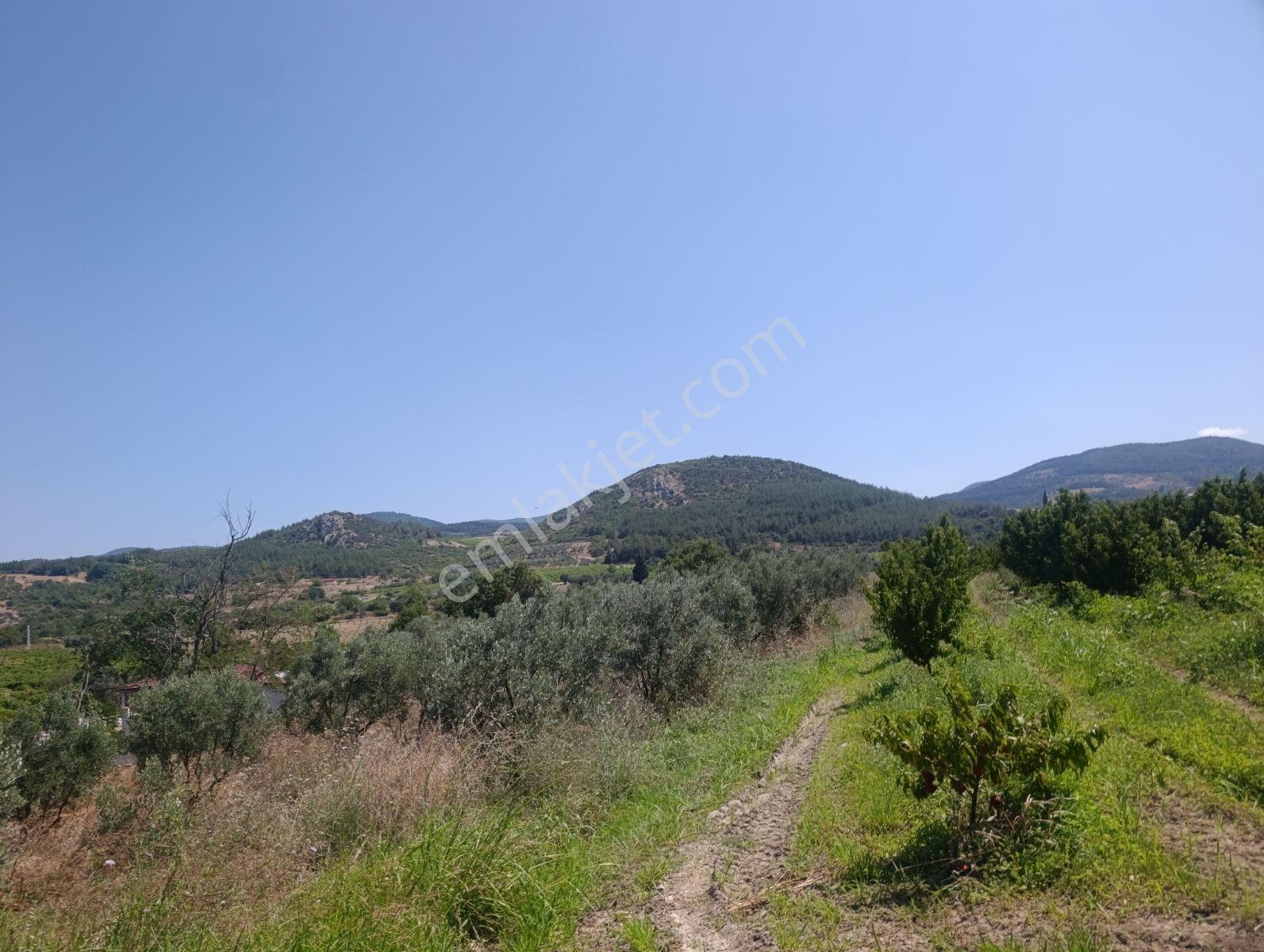Geyve Umurbey De Yatırımlık Zeytinlik — fotoğraf 22
