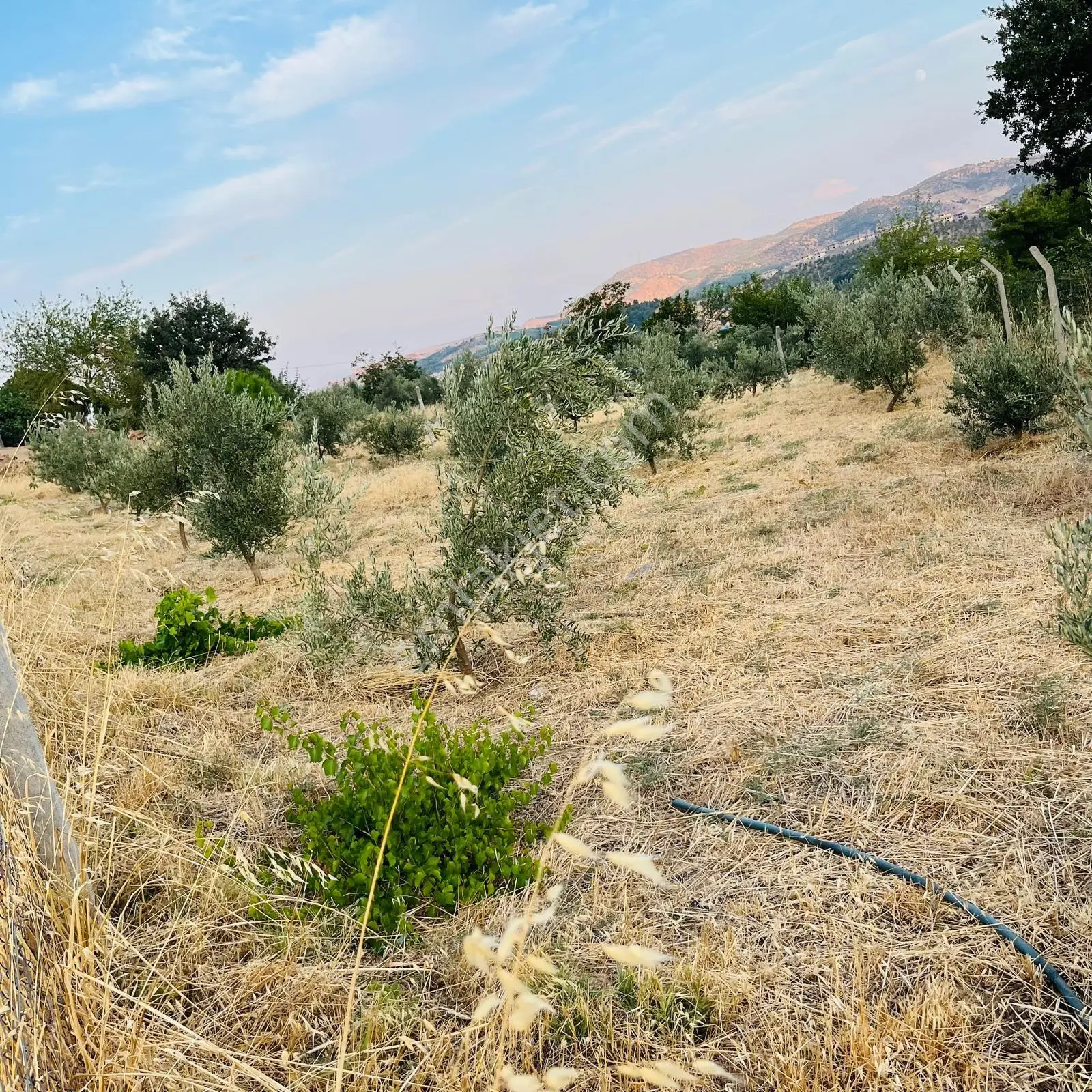 Yıldırım Emlaktan Dadağlı'da 520 M2 Satılık Tek Tapu Tarla — fotoğraf 4