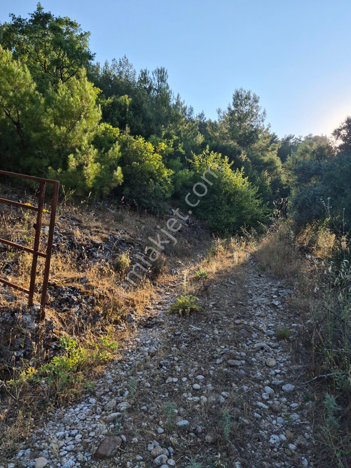 Muğla Menteşe Yenice'De Satılık Tarla