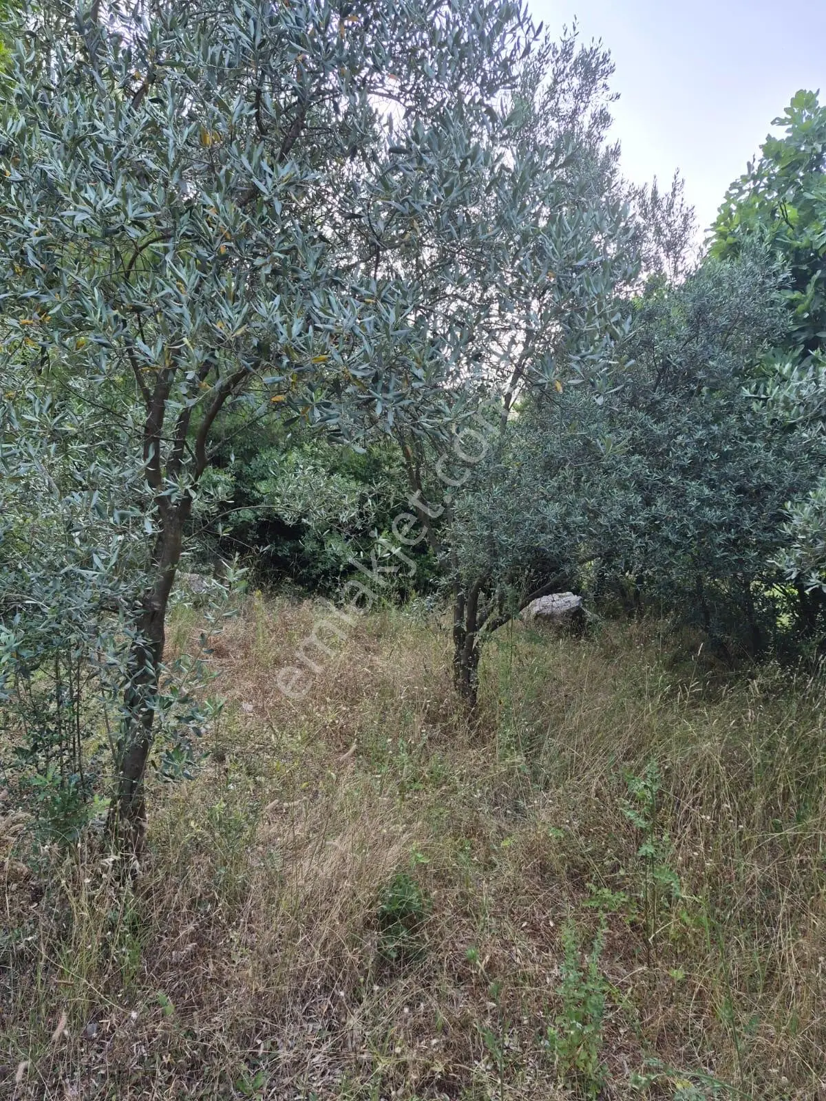 Muğla Menteşe Yenice'de Satılık Tarla — fotoğraf 3
