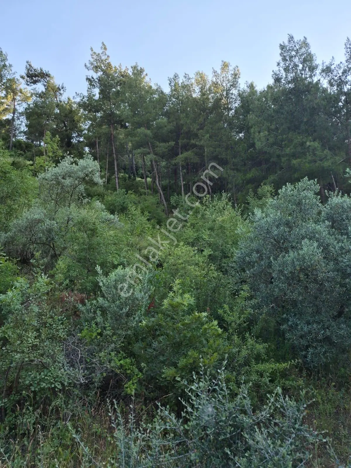 Muğla Menteşe Yenice'de Satılık Tarla — fotoğraf 5