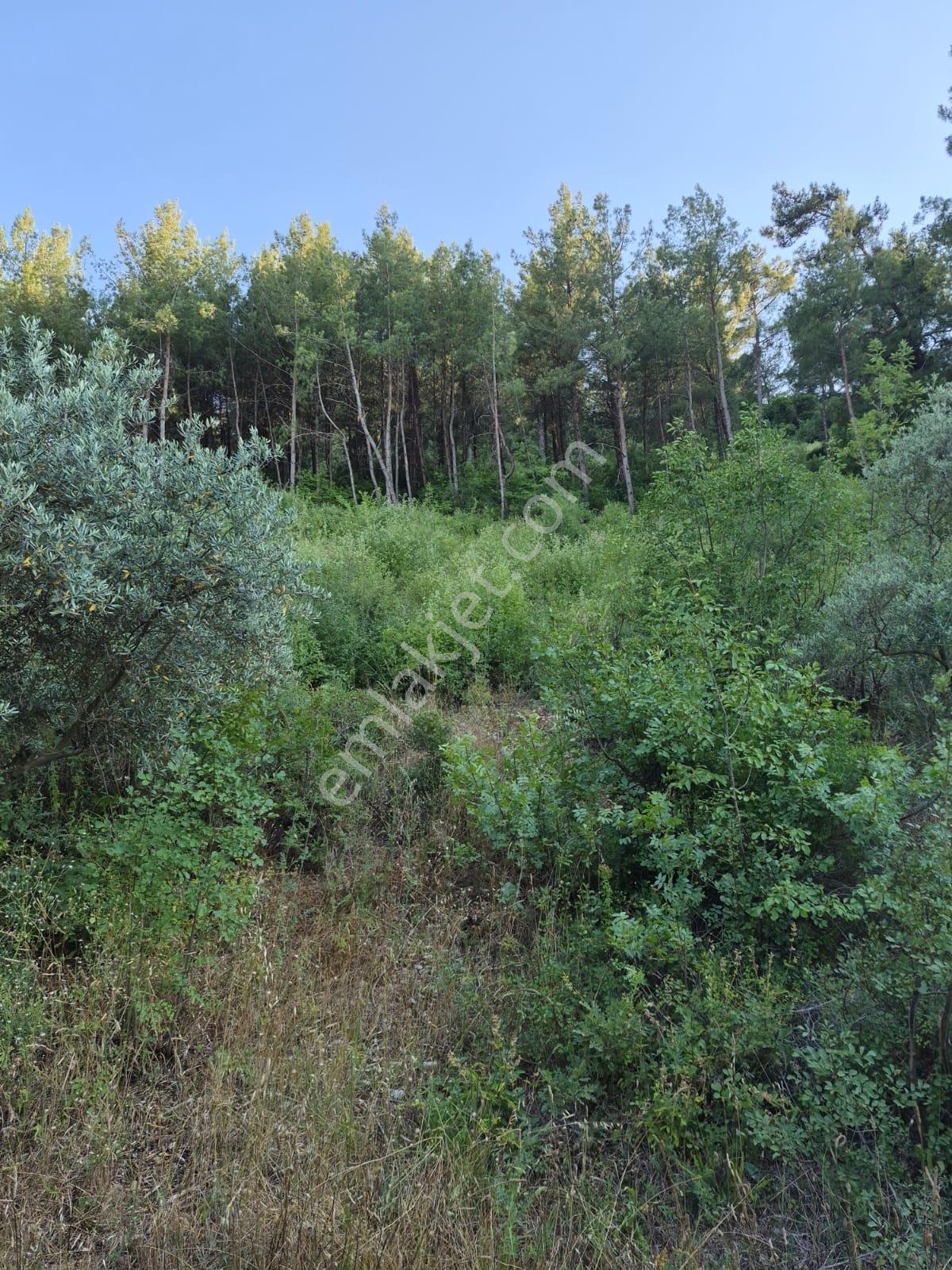 Muğla Menteşe Yenice'de Satılık Tarla — fotoğraf 6