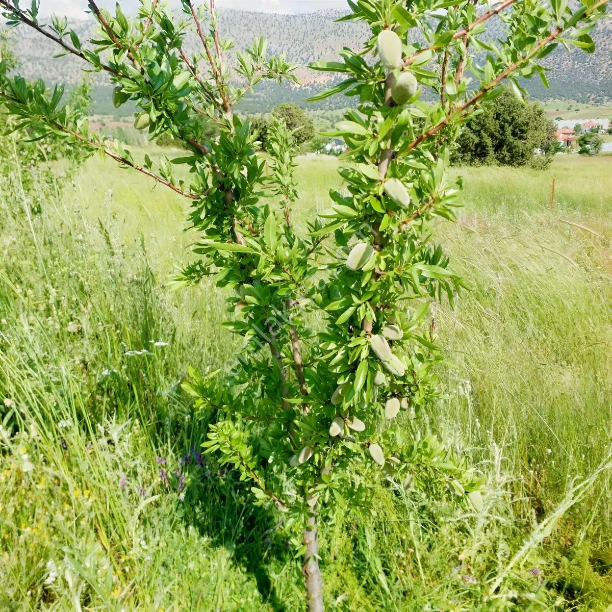 Seydikemer Kayabaşında Fırsat Toprak Yatırırımı — fotoğraf 3
