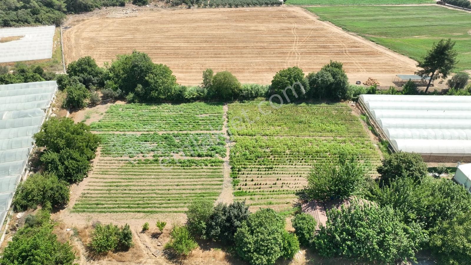 İçerisinde Müstakil Ev Bulunan 5 Dönümlük Verimli Arazi — fotoğraf 14