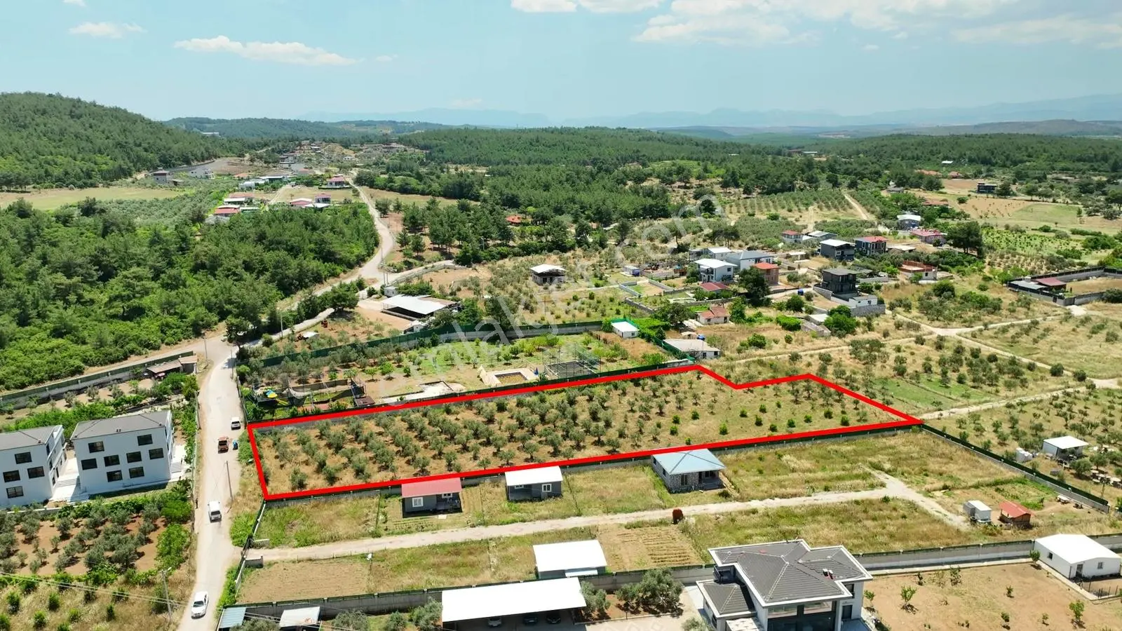 Buca Kaynaklar Söğüt Mevki 5 Dönüm Zeytinlik