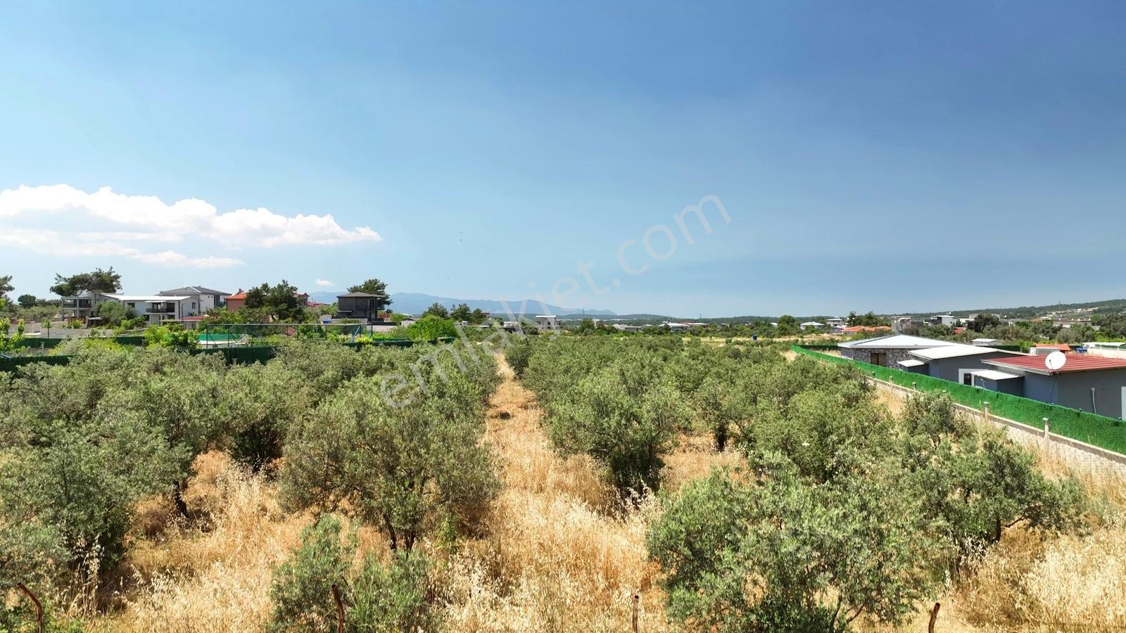 Buca Kaynaklar Söğüt Mevki 5 Dönüm Zeytinlik — fotoğraf 2