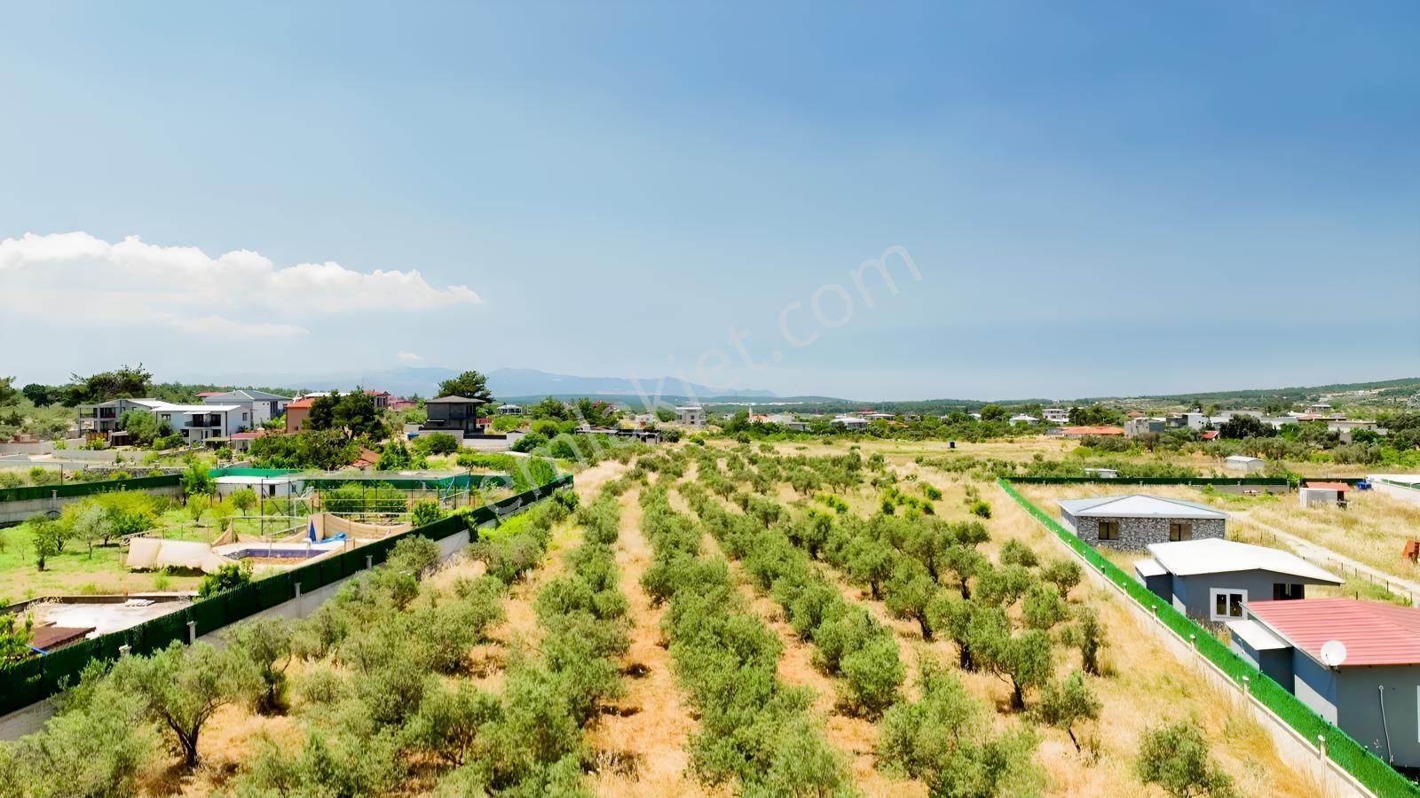 Buca Kaynaklar Söğüt Mevki 5 Dönüm Zeytinlik — fotoğraf 3