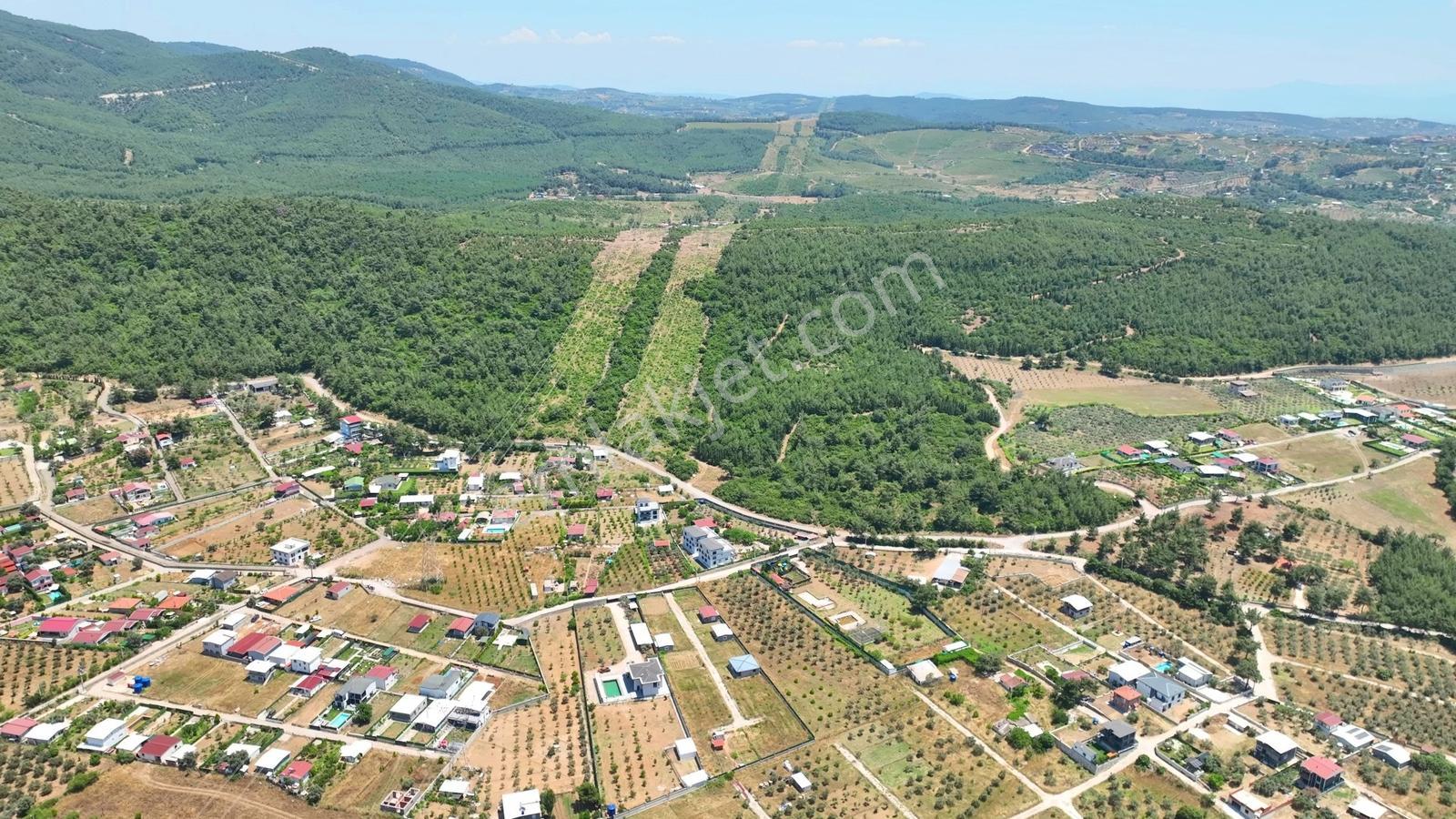 Buca Kaynaklar Söğüt Mevki 5 Dönüm Zeytinlik — fotoğraf 14