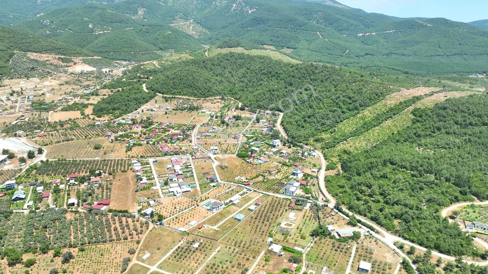 Buca Kaynaklar Söğüt Mevki 5 Dönüm Zeytinlik — fotoğraf 16