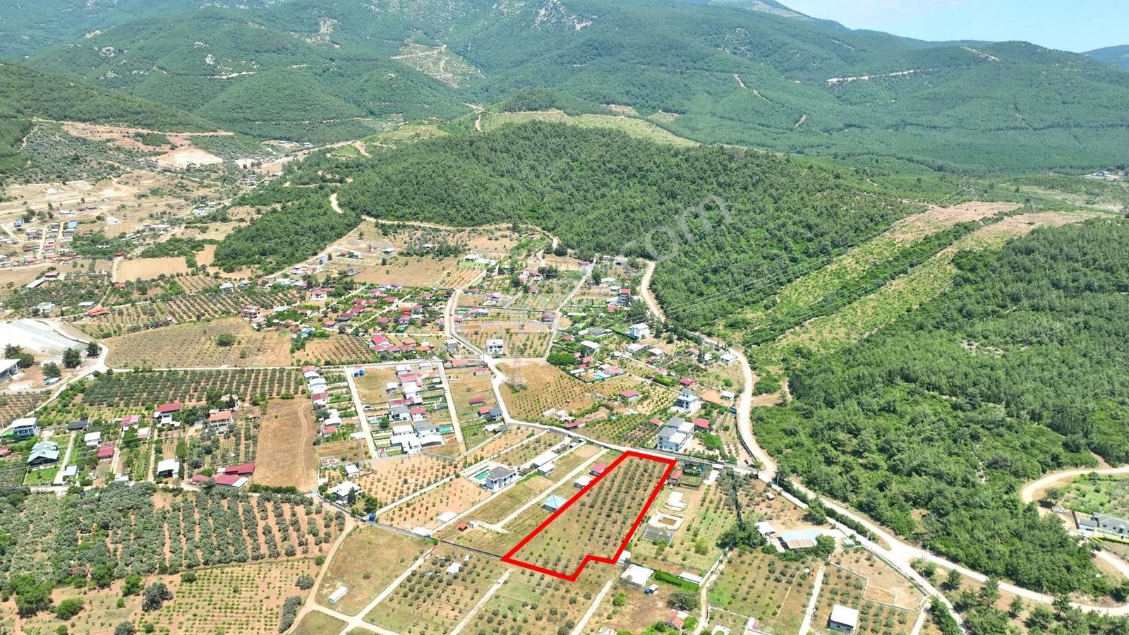 Buca Kaynaklar Söğüt Mevki 5 Dönüm Zeytinlik — fotoğraf 17