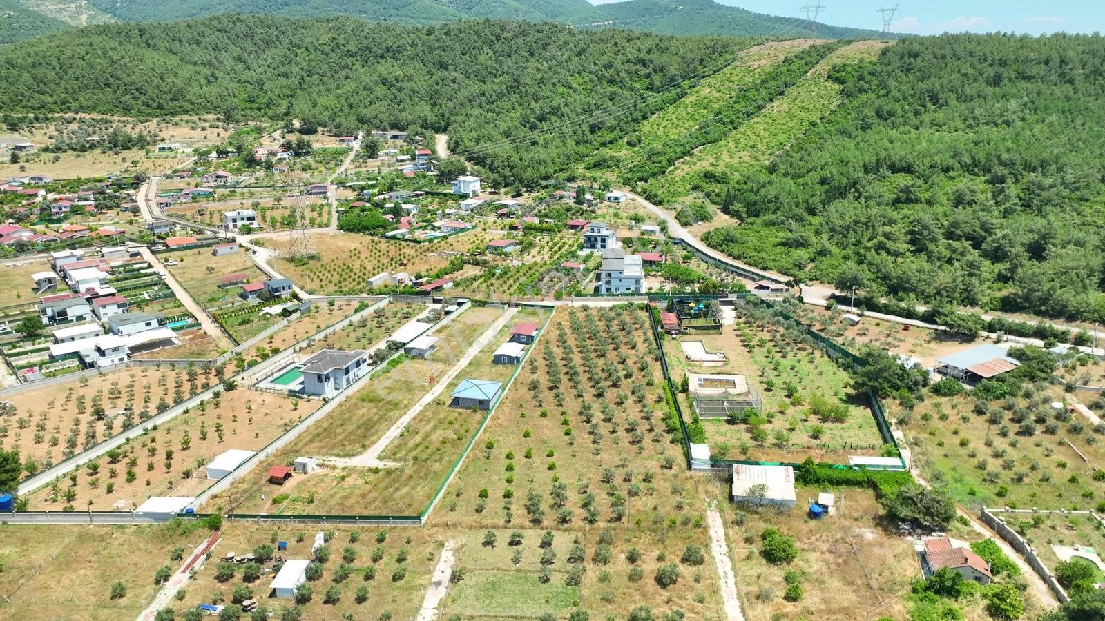 Buca Kaynaklar Söğüt Mevki 5 Dönüm Zeytinlik — fotoğraf 18
