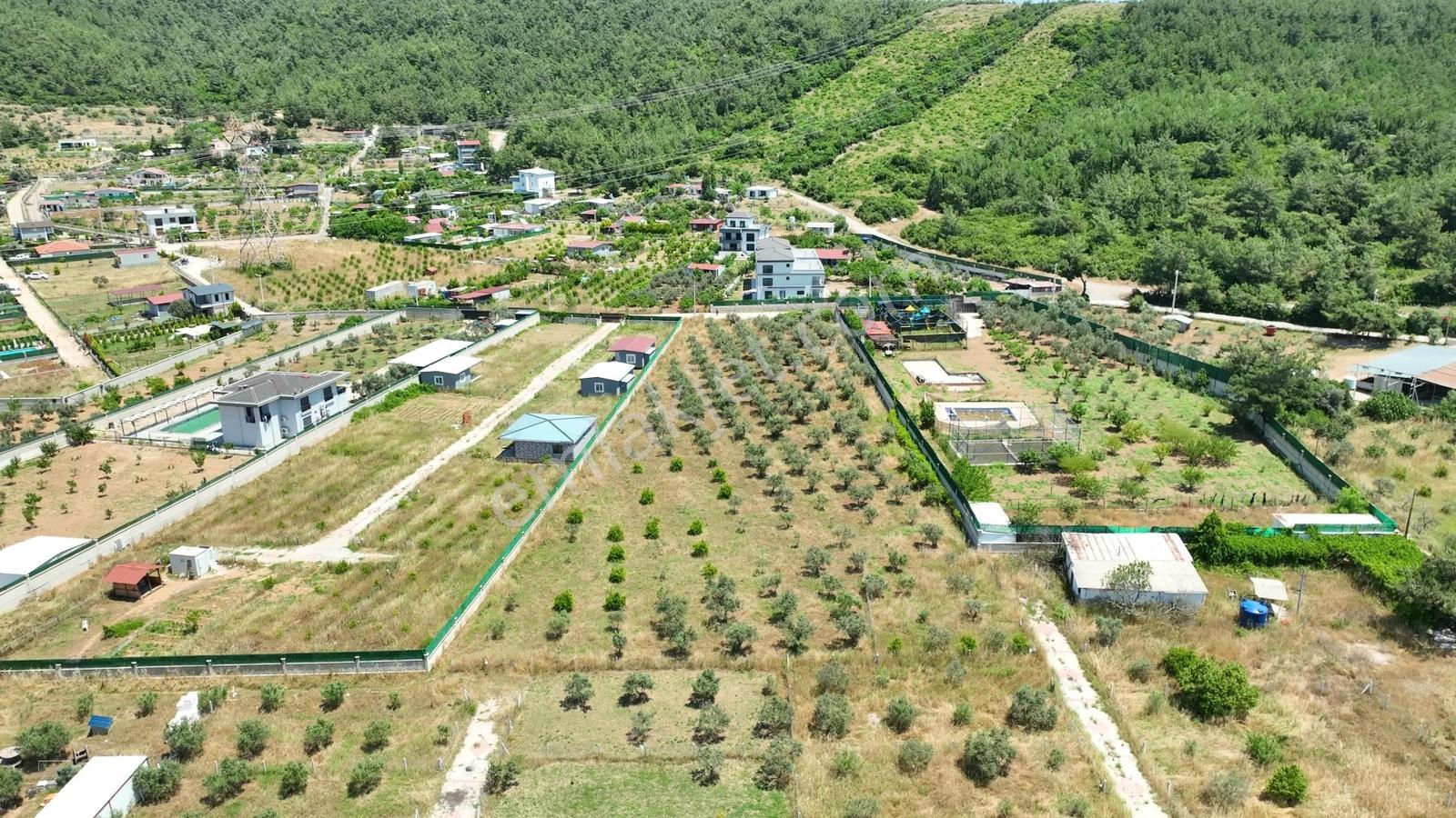 Buca Kaynaklar Söğüt Mevki 5 Dönüm Zeytinlik — fotoğraf 20