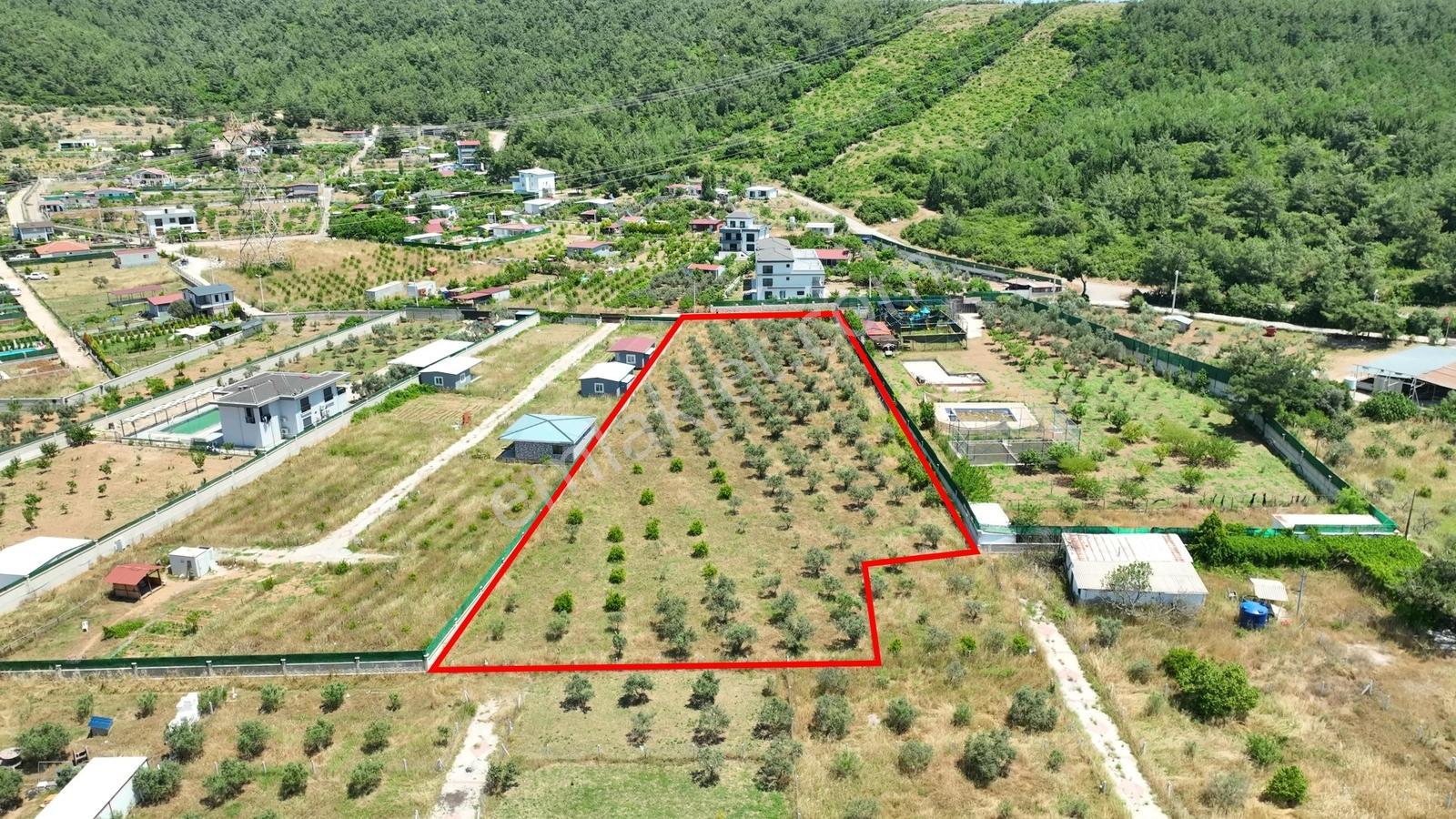Buca Kaynaklar Söğüt Mevki 5 Dönüm Zeytinlik — fotoğraf 21