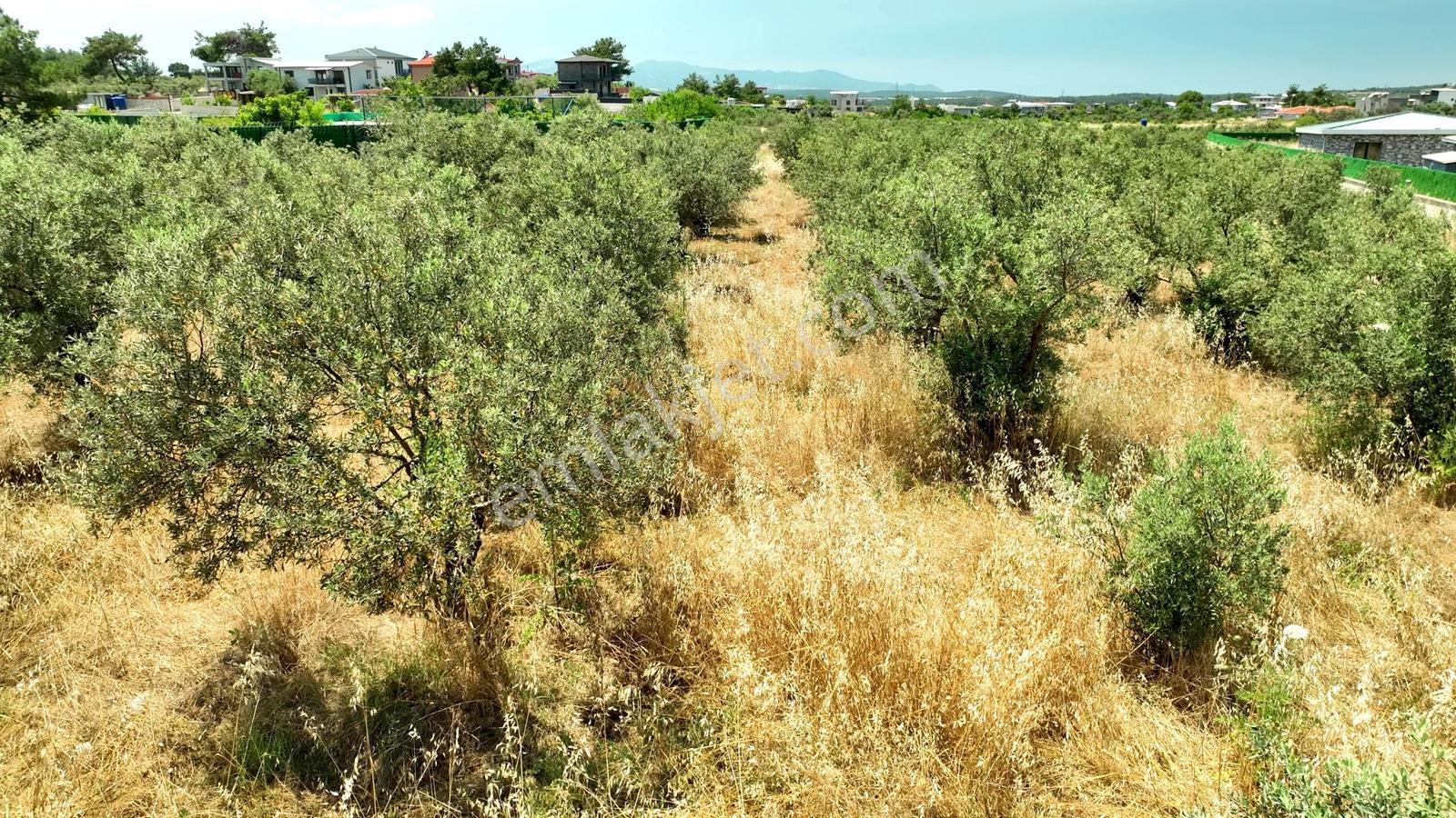 Buca Kaynaklar Söğüt Mevki 5 Dönüm Zeytinlik — fotoğraf 22