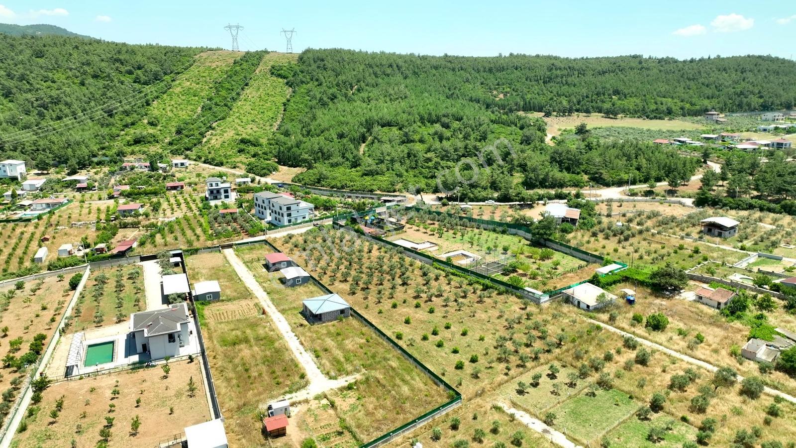 Buca Kaynaklar Söğüt Mevki 5 Dönüm Zeytinlik — fotoğraf 24