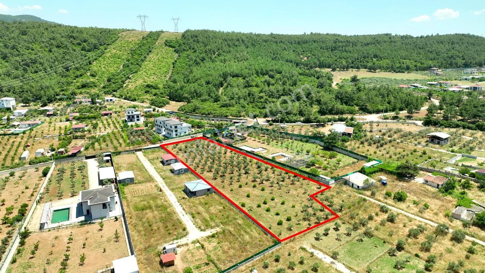 Buca Kaynaklar Söğüt Mevki 5 Dönüm Zeytinlik — fotoğraf 25