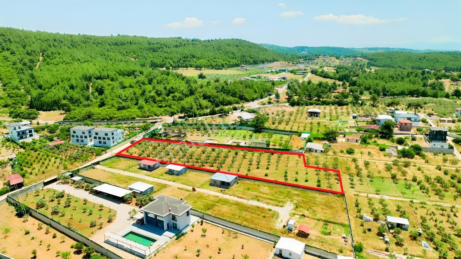 Buca Kaynaklar Söğüt Mevki 5 Dönüm Zeytinlik — fotoğraf 27