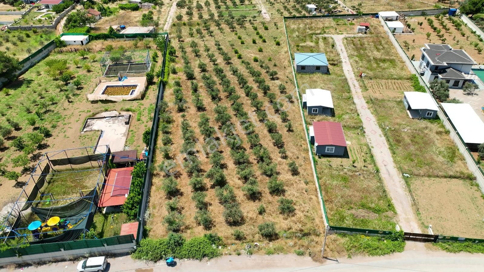 Buca Kaynaklar Söğüt Mevki 5 Dönüm Zeytinlik — fotoğraf 31