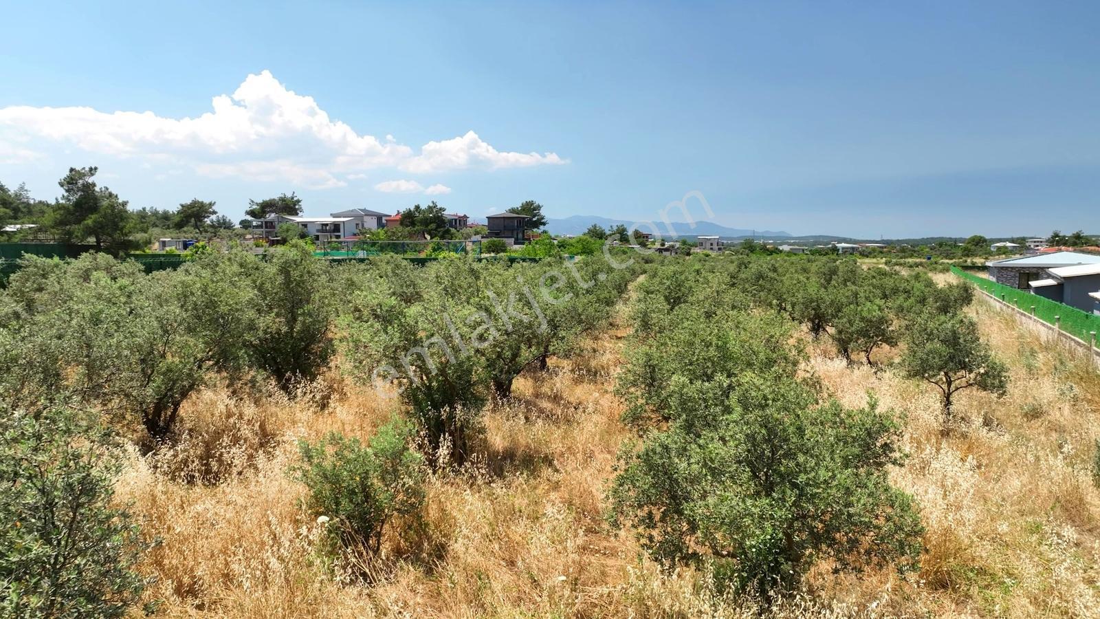 Buca Kaynaklar Söğüt Mevki 5 Dönüm Zeytinlik — fotoğraf 33