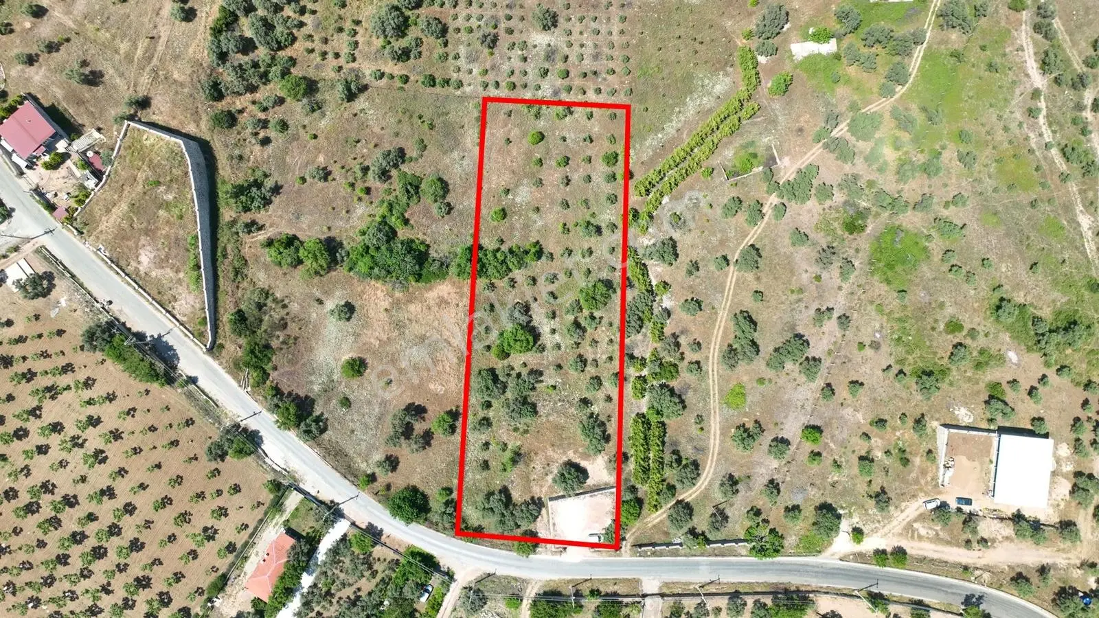 Buca Doğancılarda 5.000 M² Vadi Manzaralı Müstakil Zeytinlik