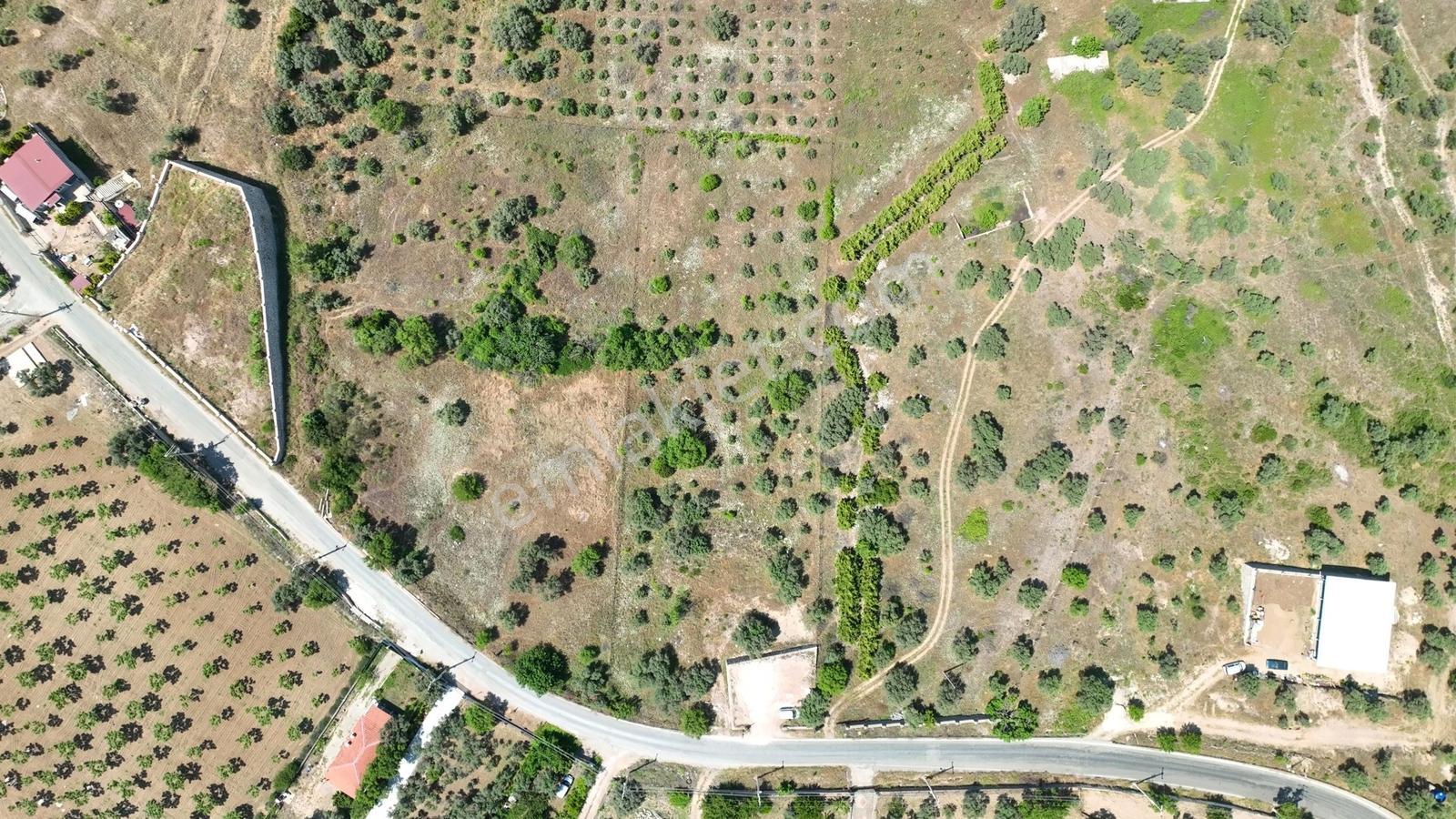 Buca Doğancılarda 5.000 M² Vadi Manzaralı Müstakil Zeytinlik — fotoğraf 2