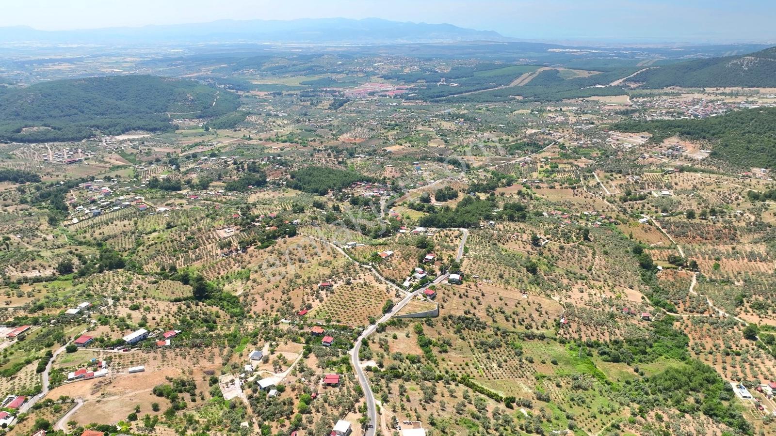 Buca Doğancılarda 5.000 M² Vadi Manzaralı Müstakil Zeytinlik — fotoğraf 5