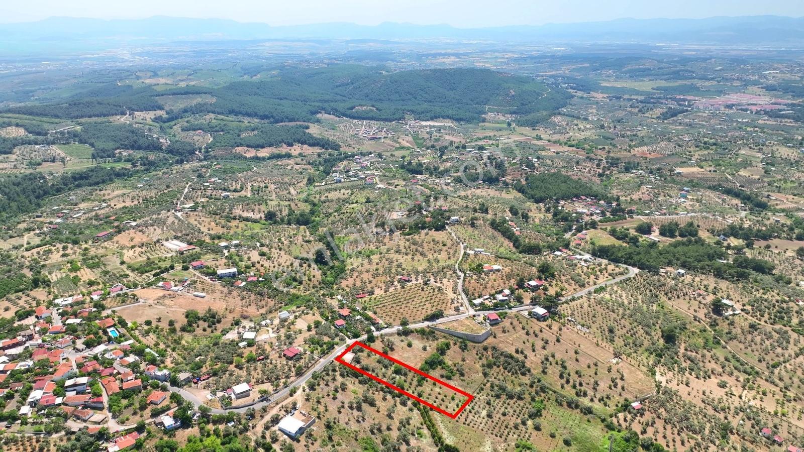 Buca Doğancılarda 5.000 M² Vadi Manzaralı Müstakil Zeytinlik — fotoğraf 8