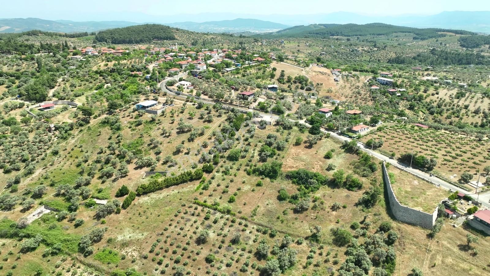 Buca Doğancılarda 5.000 M² Vadi Manzaralı Müstakil Zeytinlik — fotoğraf 15