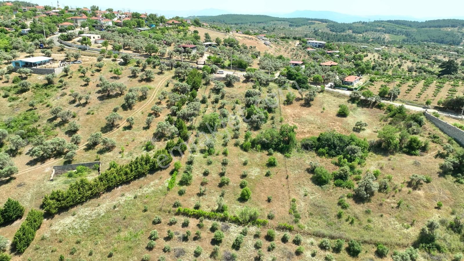 Buca Doğancılarda 5.000 M² Vadi Manzaralı Müstakil Zeytinlik — fotoğraf 17