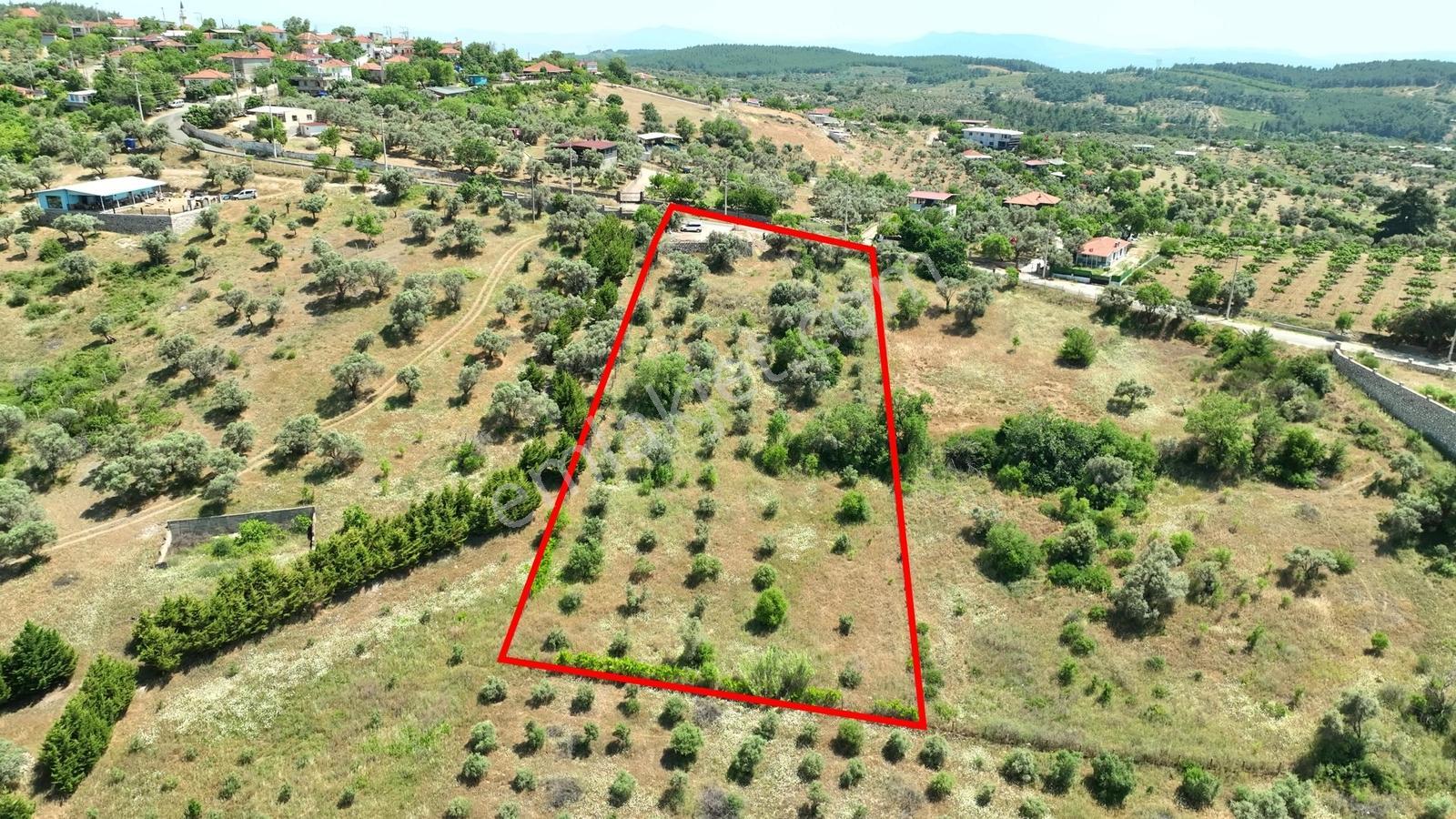 Buca Doğancılarda 5.000 M² Vadi Manzaralı Müstakil Zeytinlik — fotoğraf 18