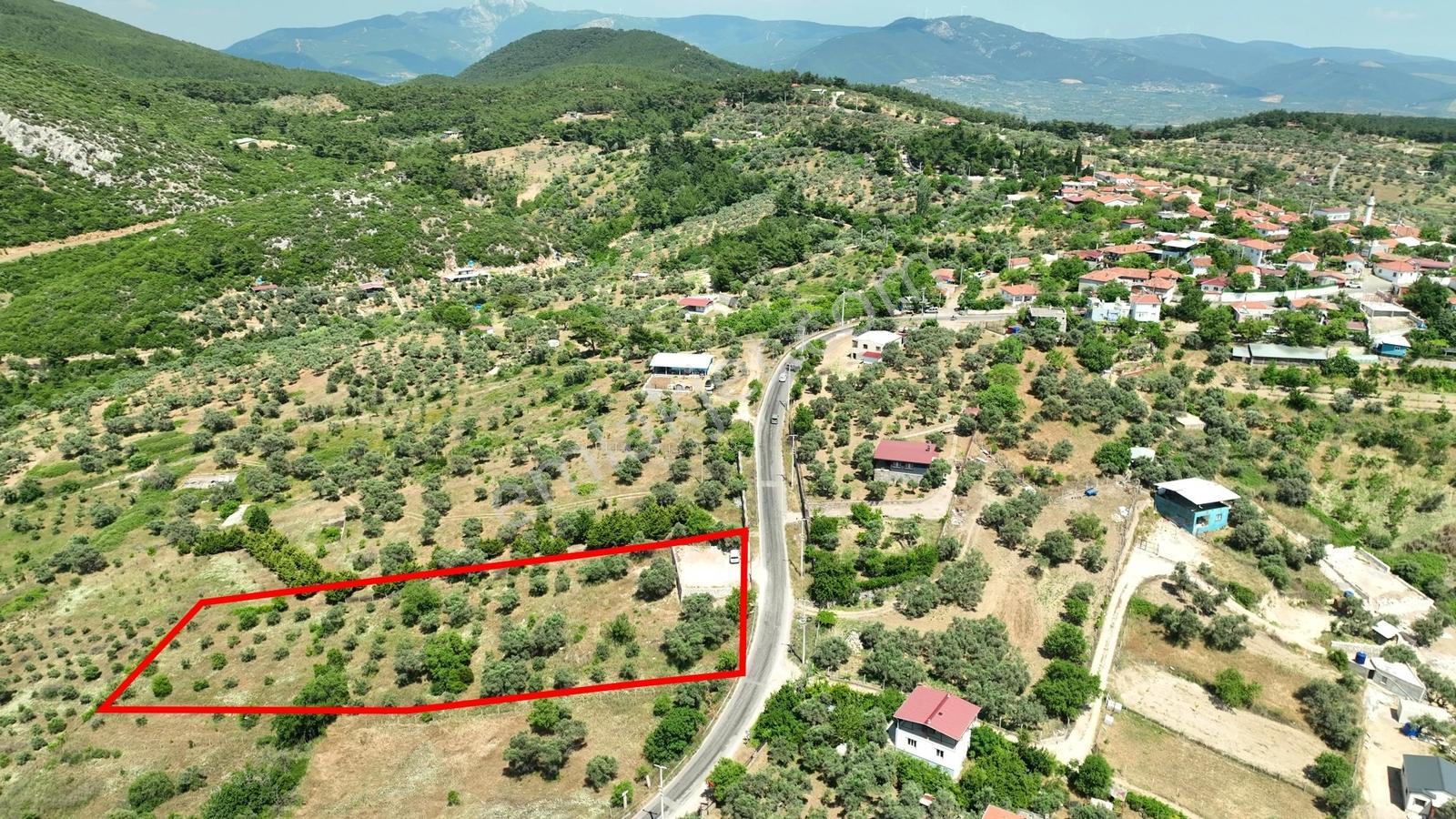 Buca Doğancılarda 5.000 M² Vadi Manzaralı Müstakil Zeytinlik — fotoğraf 24